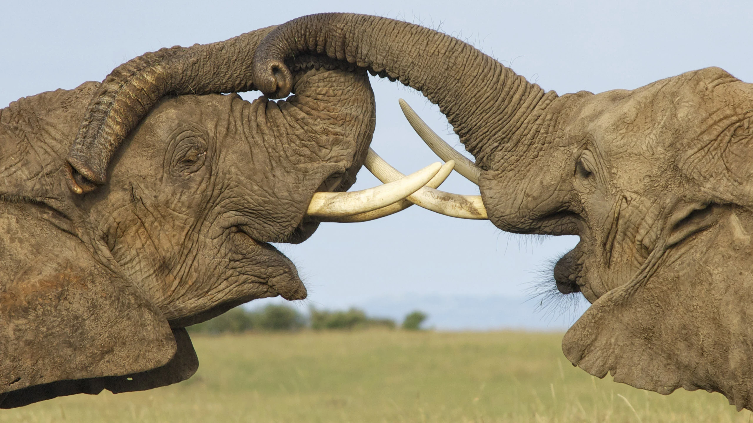Two bull elephants sparring with tusks entwined