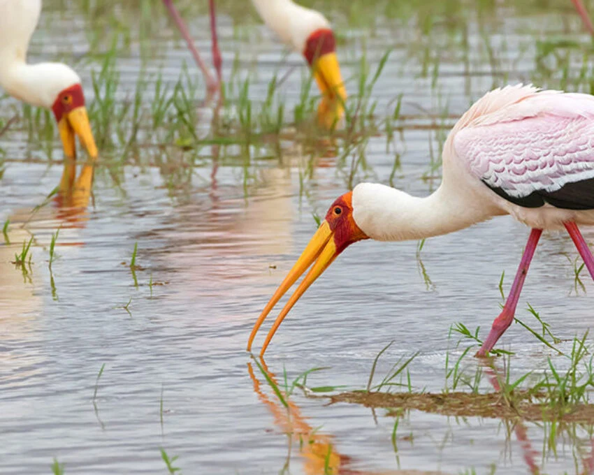 Yellow-billed storks wading among other waterbirds in shallow water