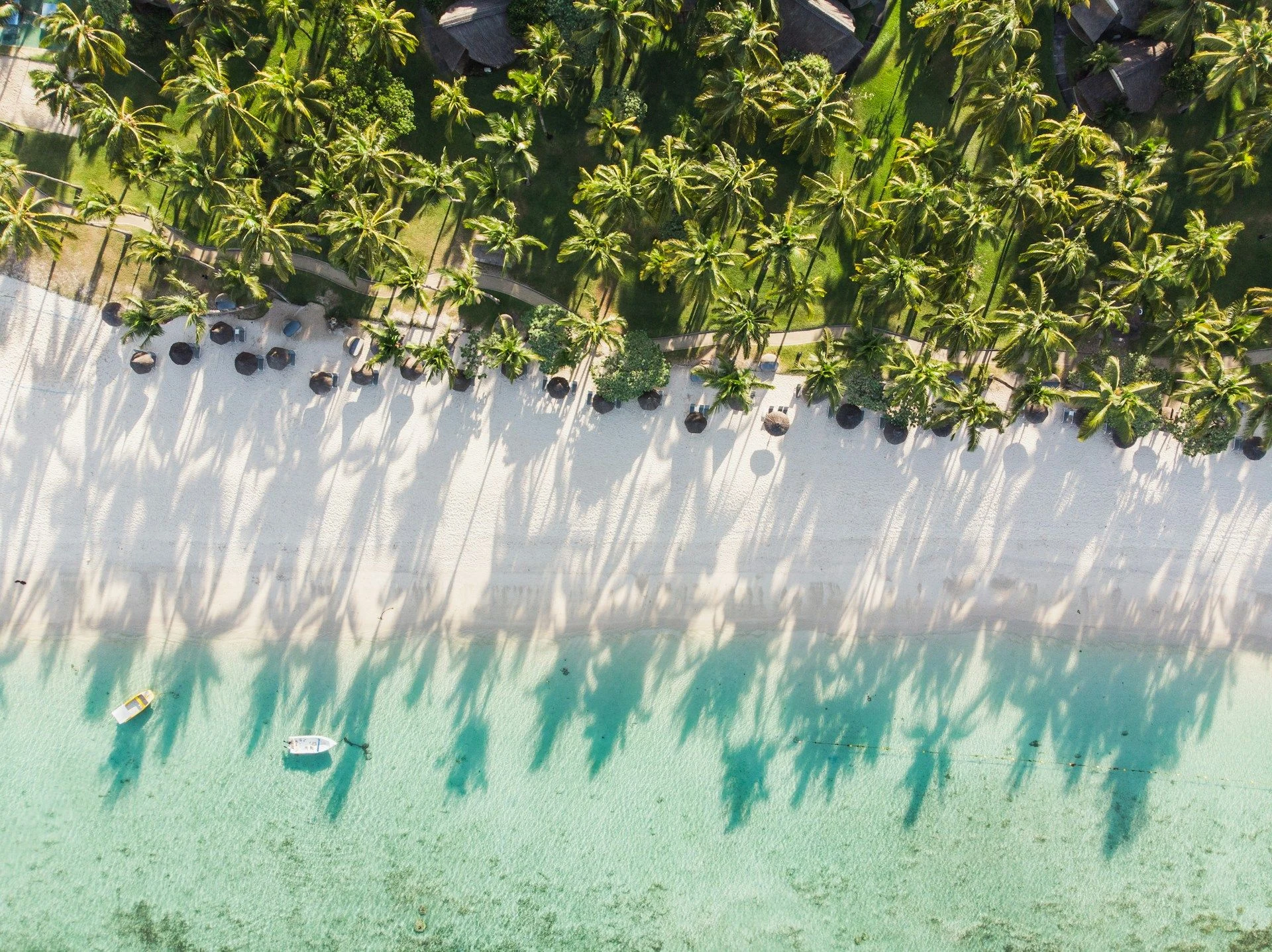 Top-down view of palms lining a white sandy beach