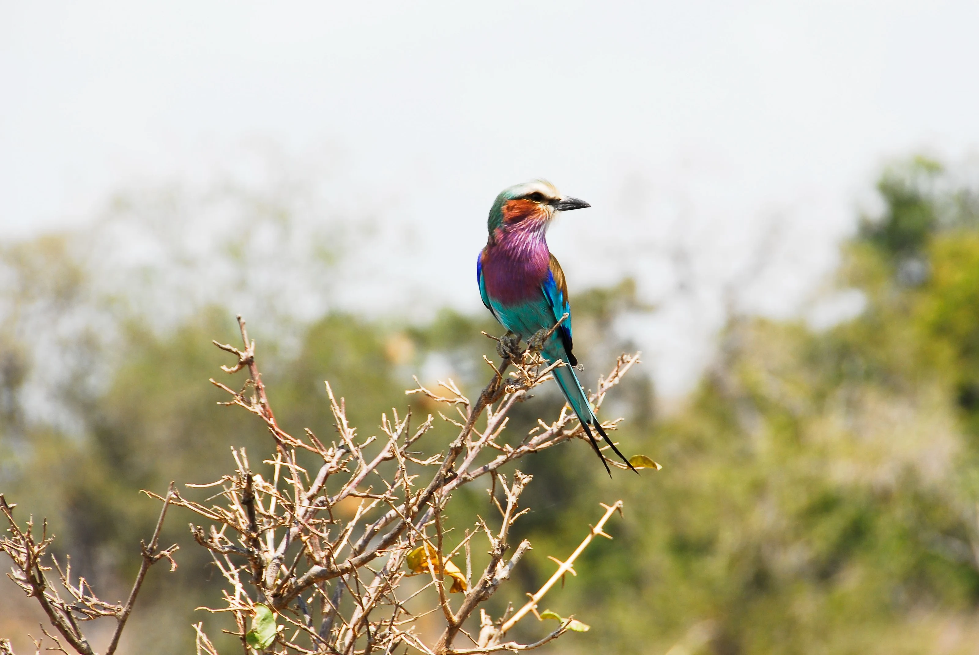A lilac-breasted roller perched on a branch in Nyerere National Park