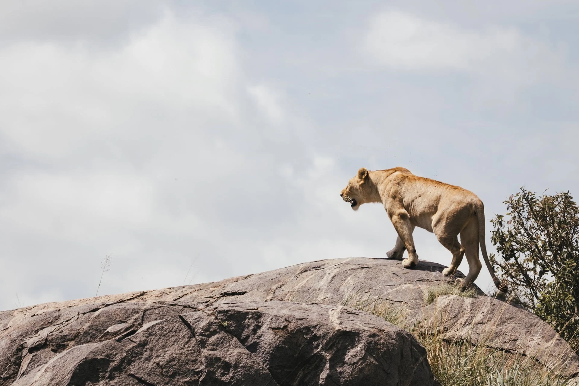 Lioness standing on a rock against a cloudy sky in the Serengeti