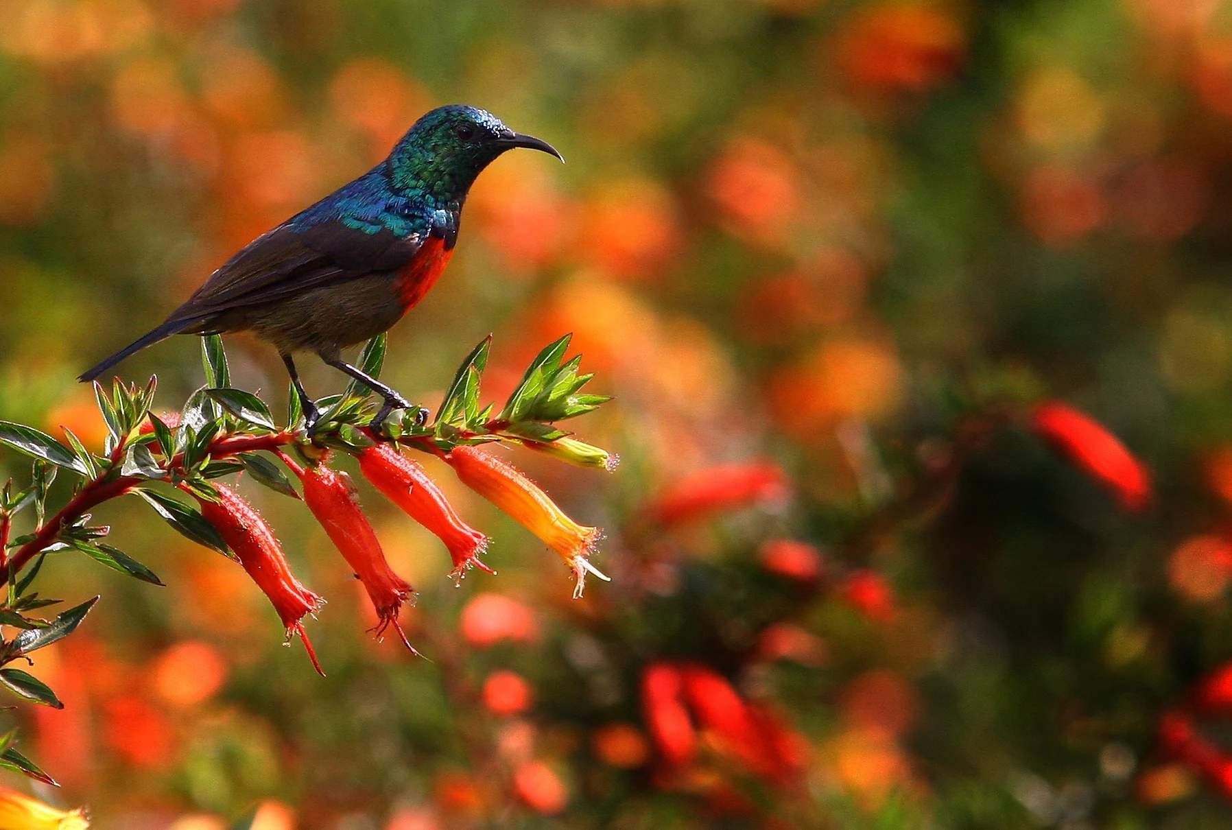 A sunbird perched on red tubular flowers in Nyungwe forest