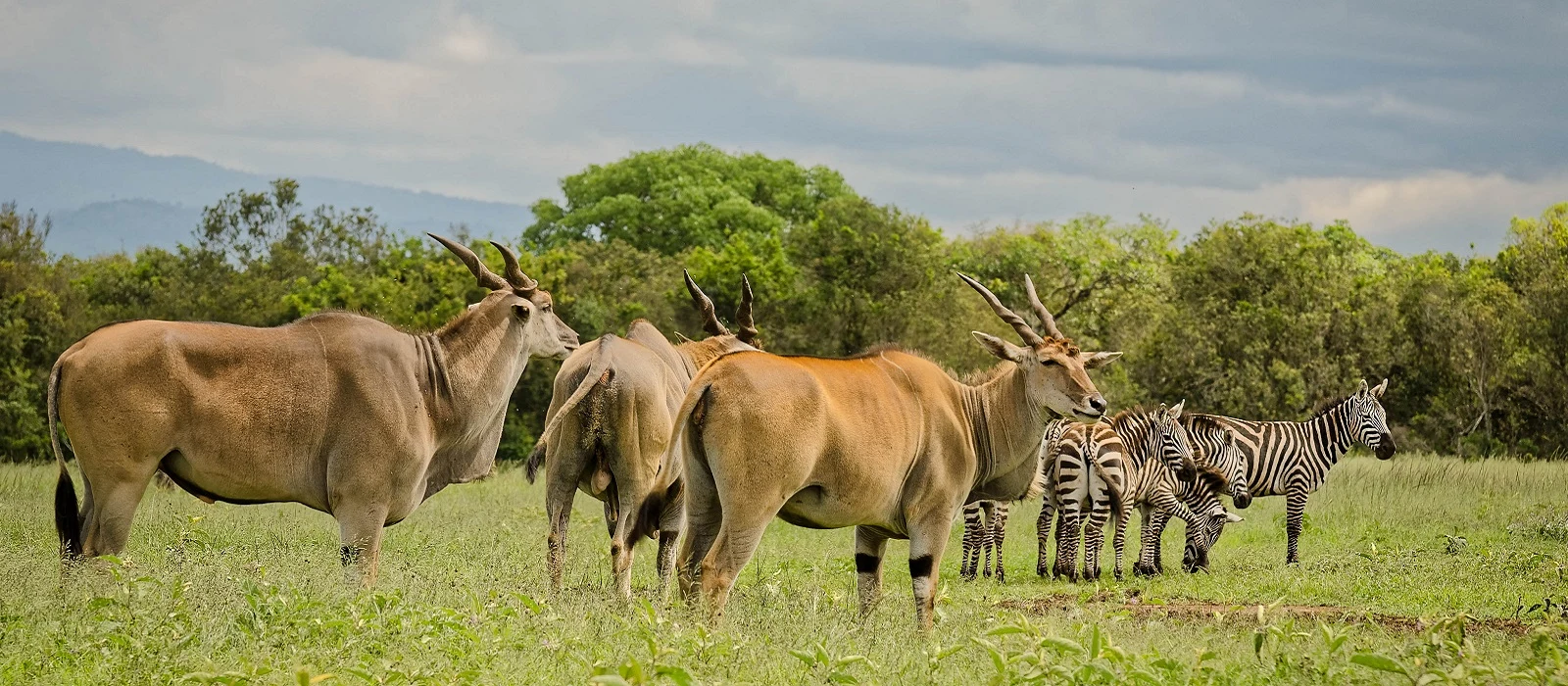 Eland and zebras grazing on green highland grass in the Aberdares