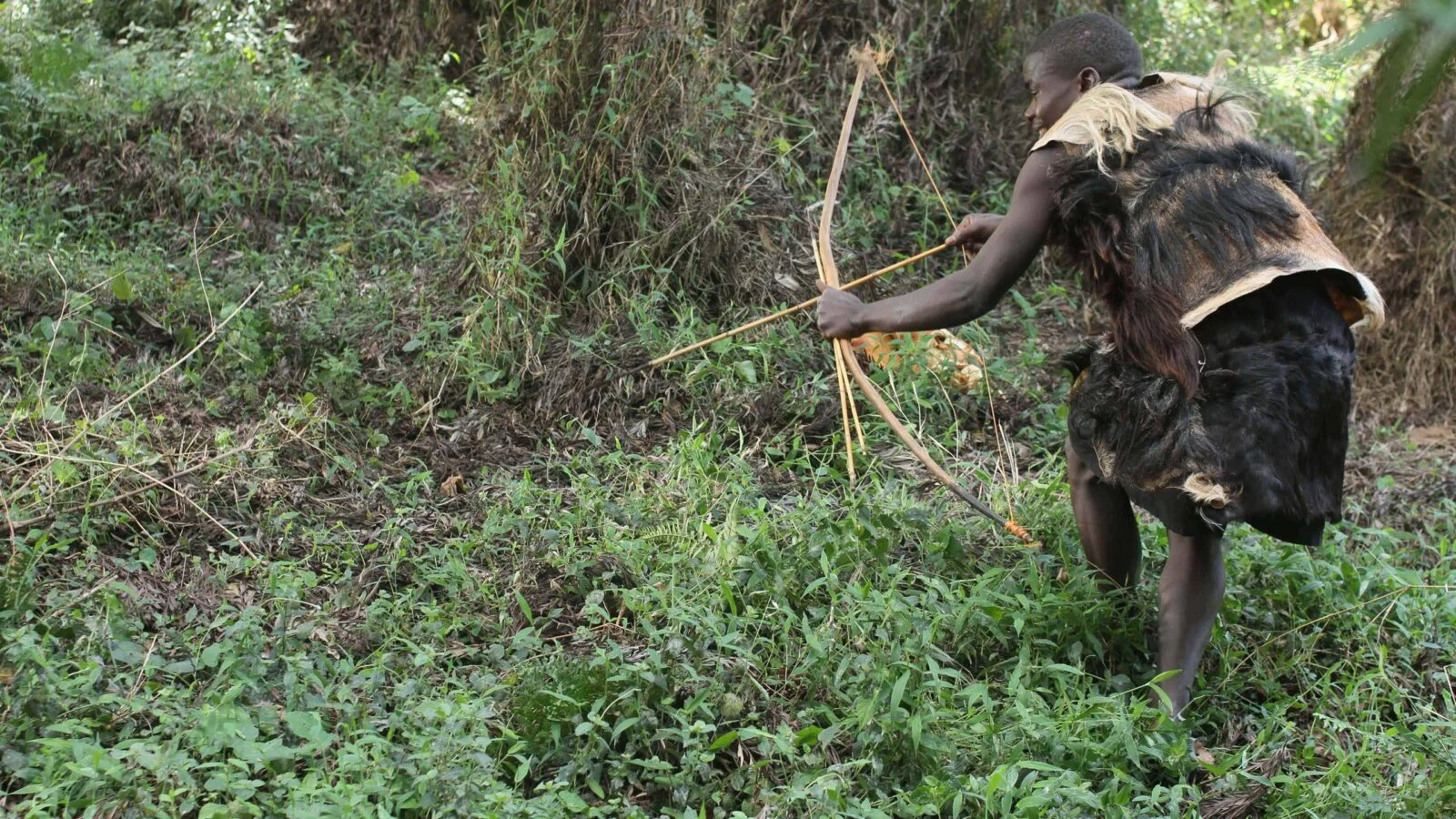 A man in animal skins drawing a bow in forest undergrowth in Mgahinga
