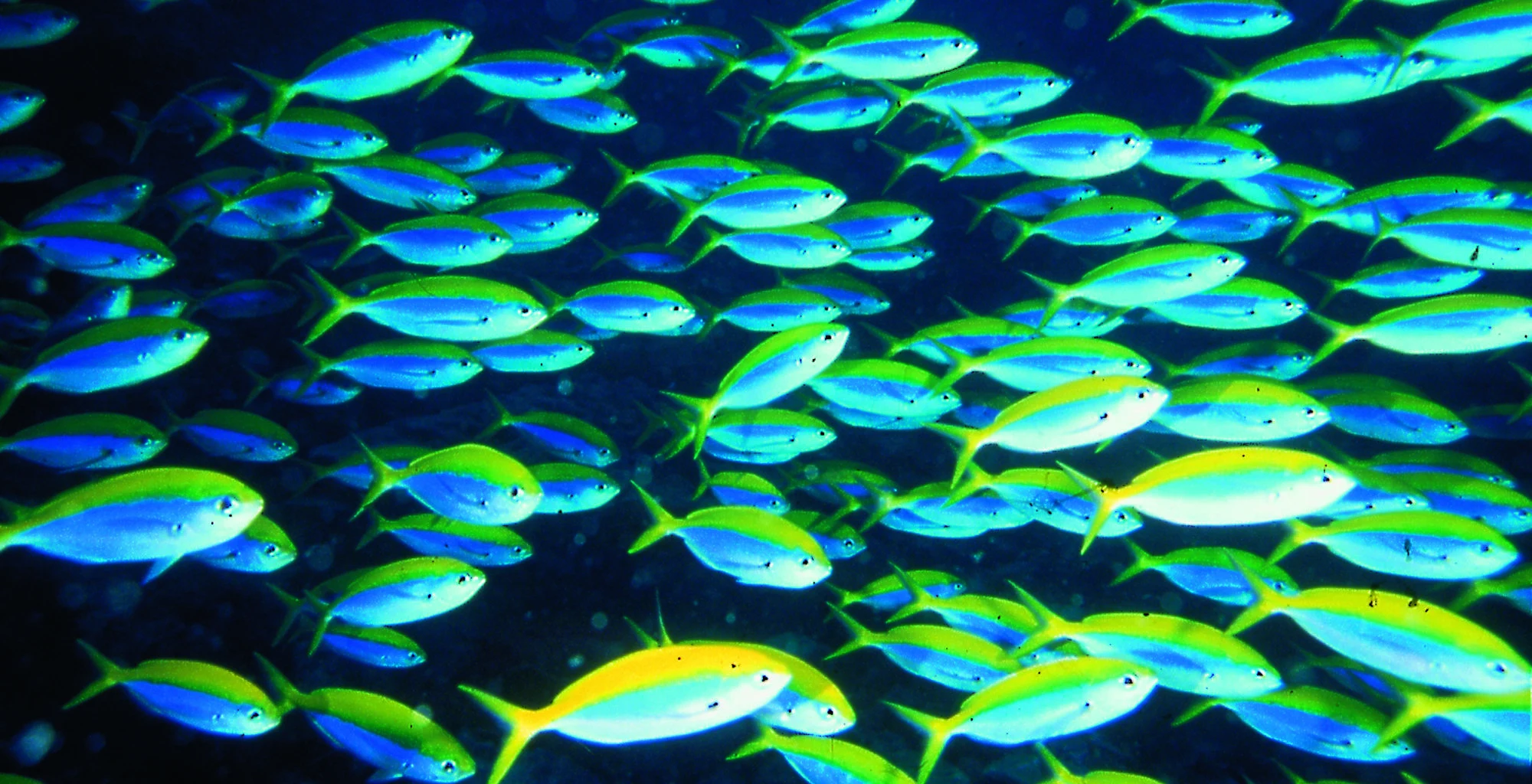 A dense school of yellow and blue reef fish swimming in open water