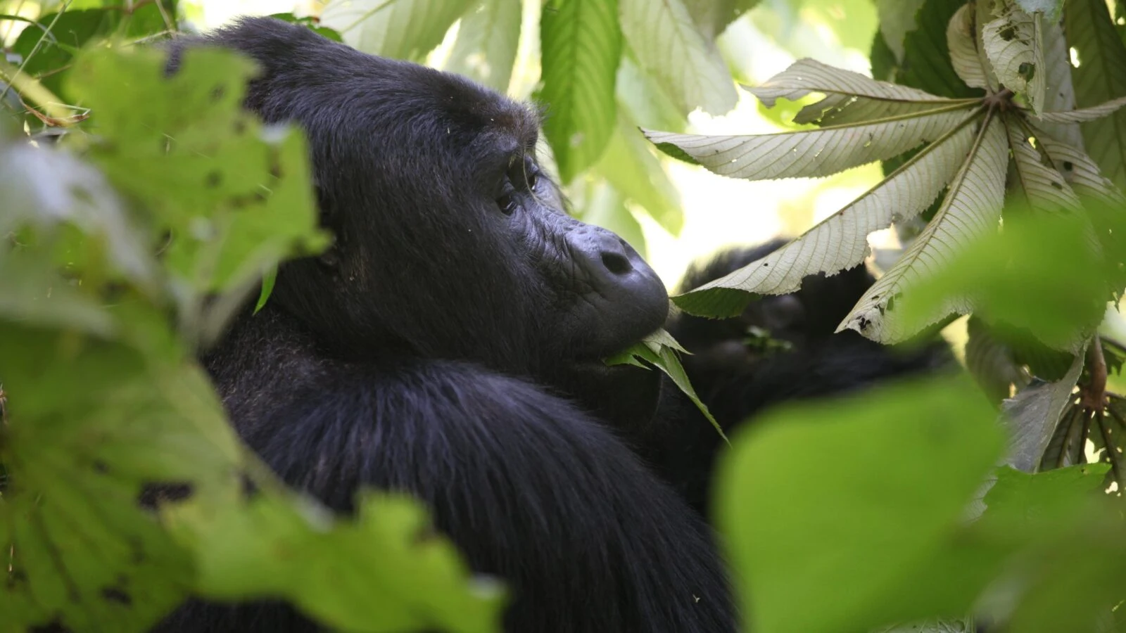 A mountain gorilla chewing leaves framed by large green foliage in Mgahinga