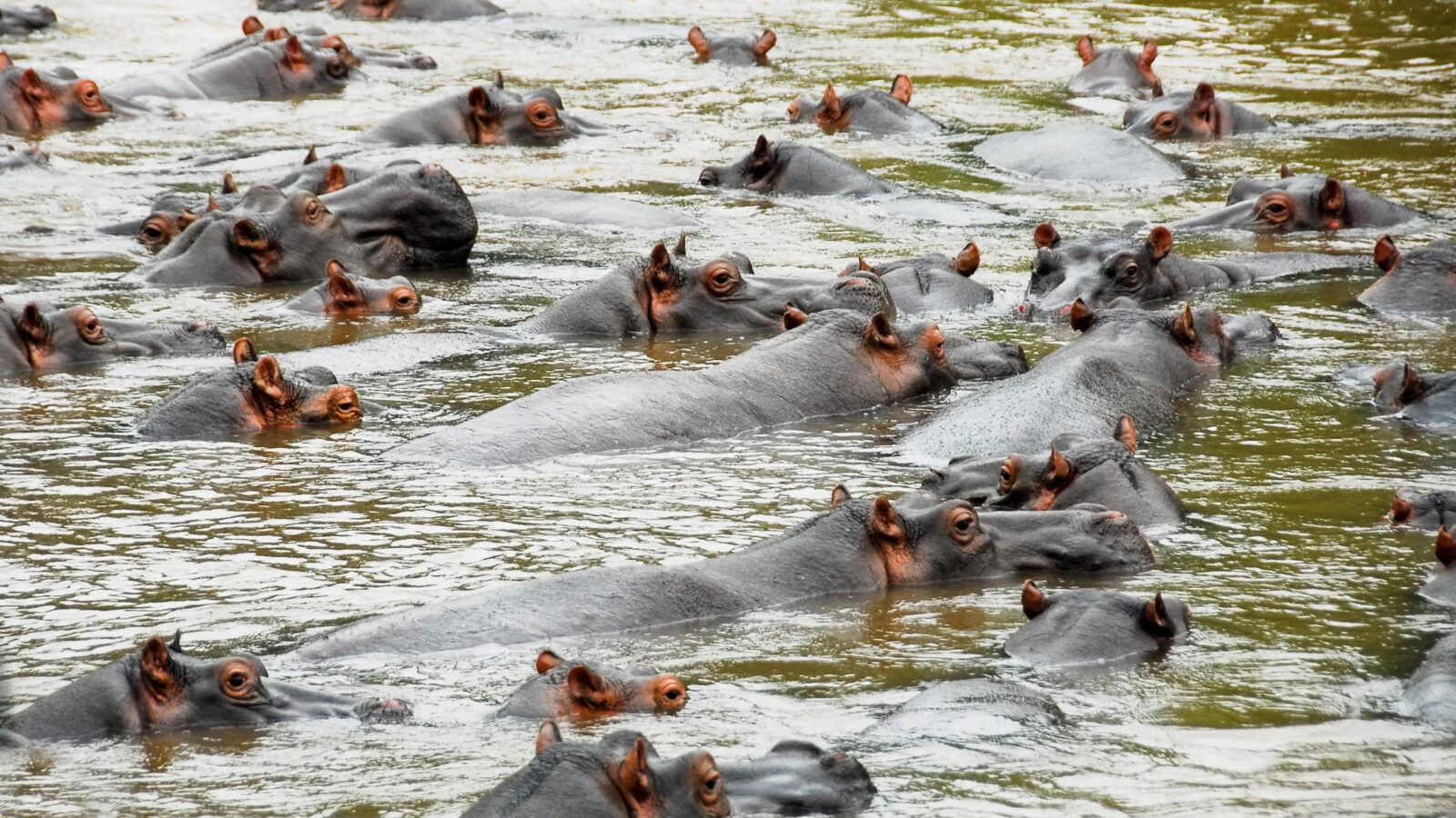 Dozens of hippos crowded together in shallow water in Queen Elizabeth National Park