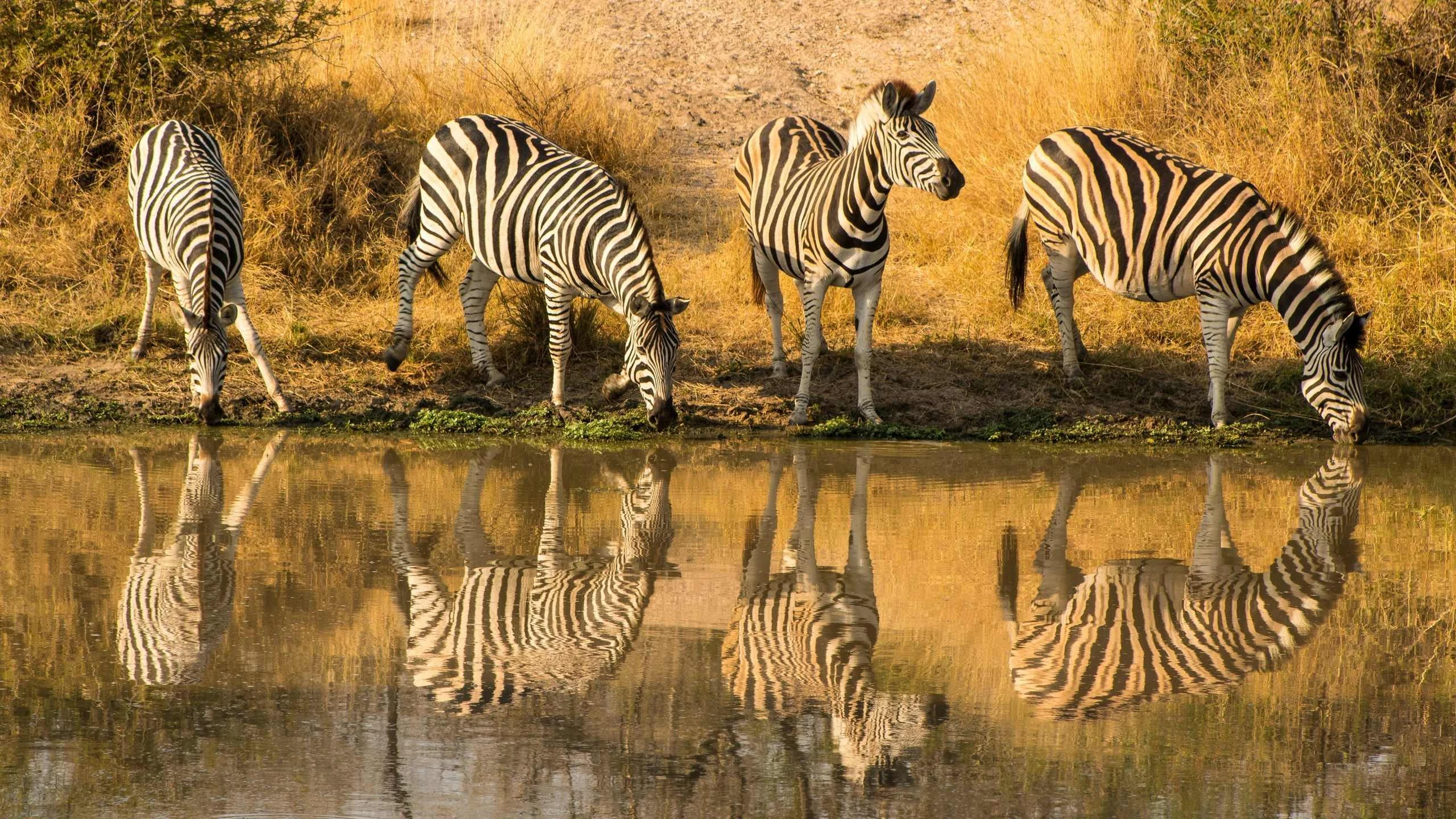Zebras drinking at a waterhole with golden reflections