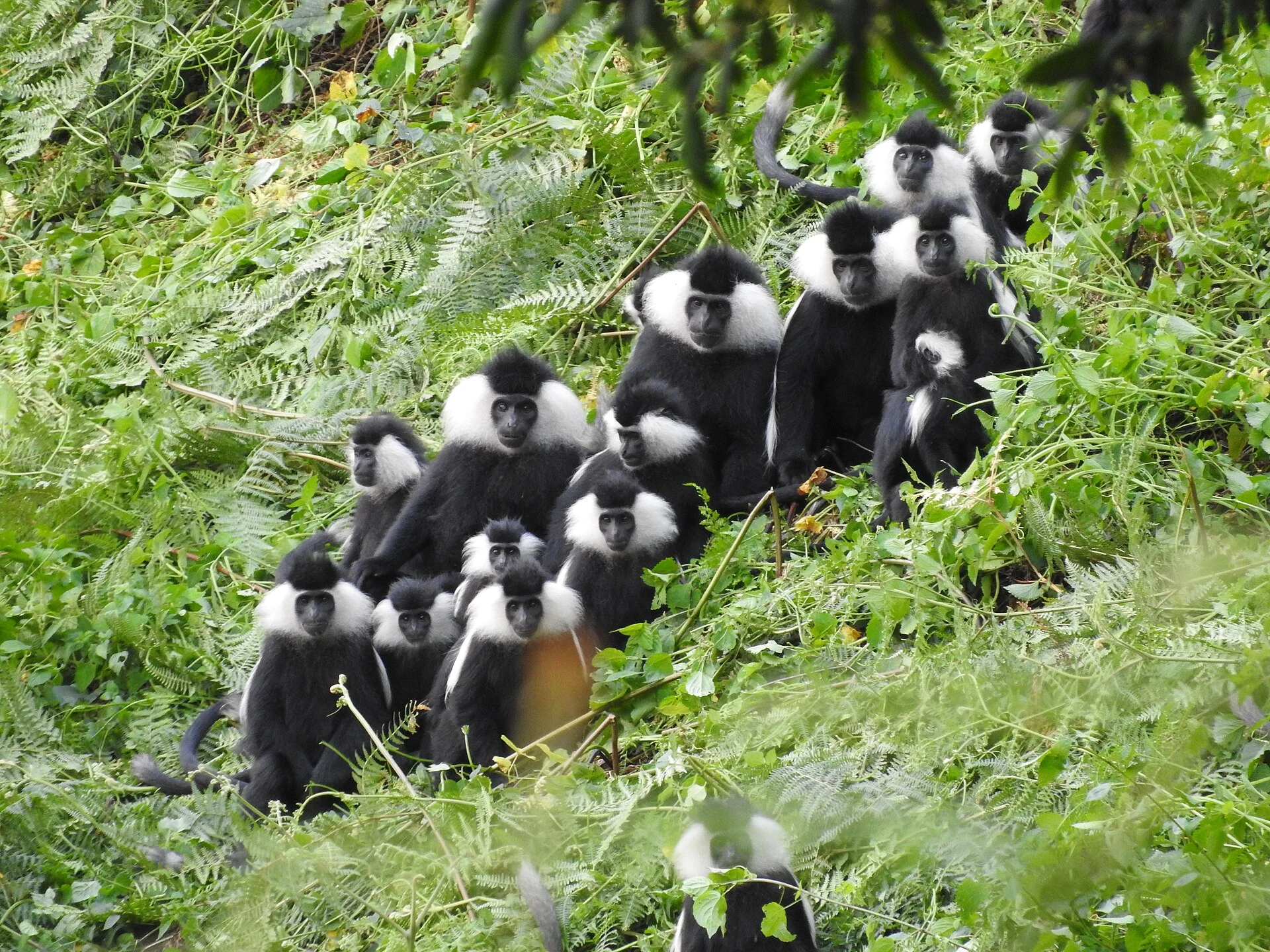 A large group of Angola colobus monkeys sitting together on a ferny Nyungwe slope