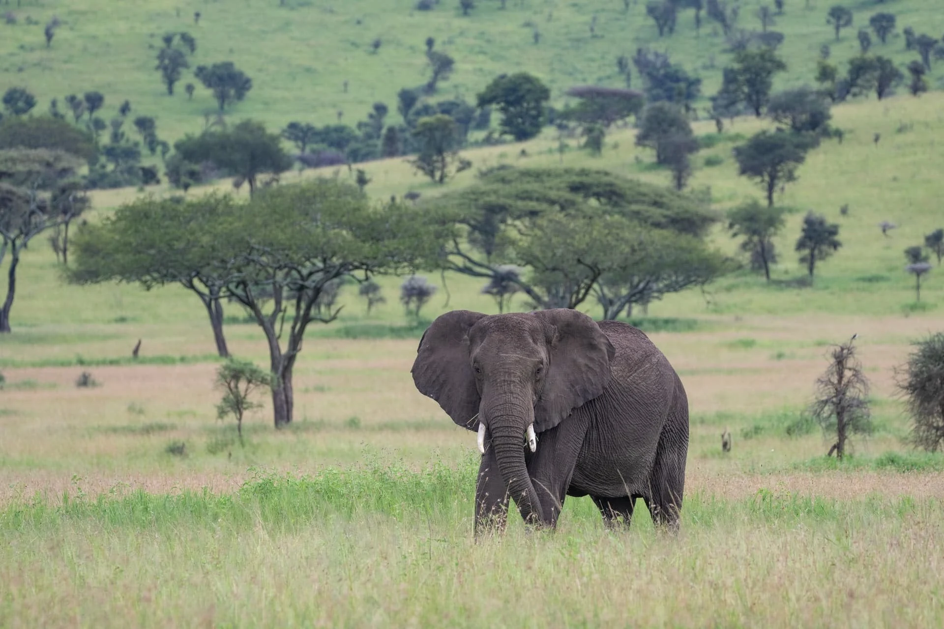 Lone elephant under acacias on green savanna