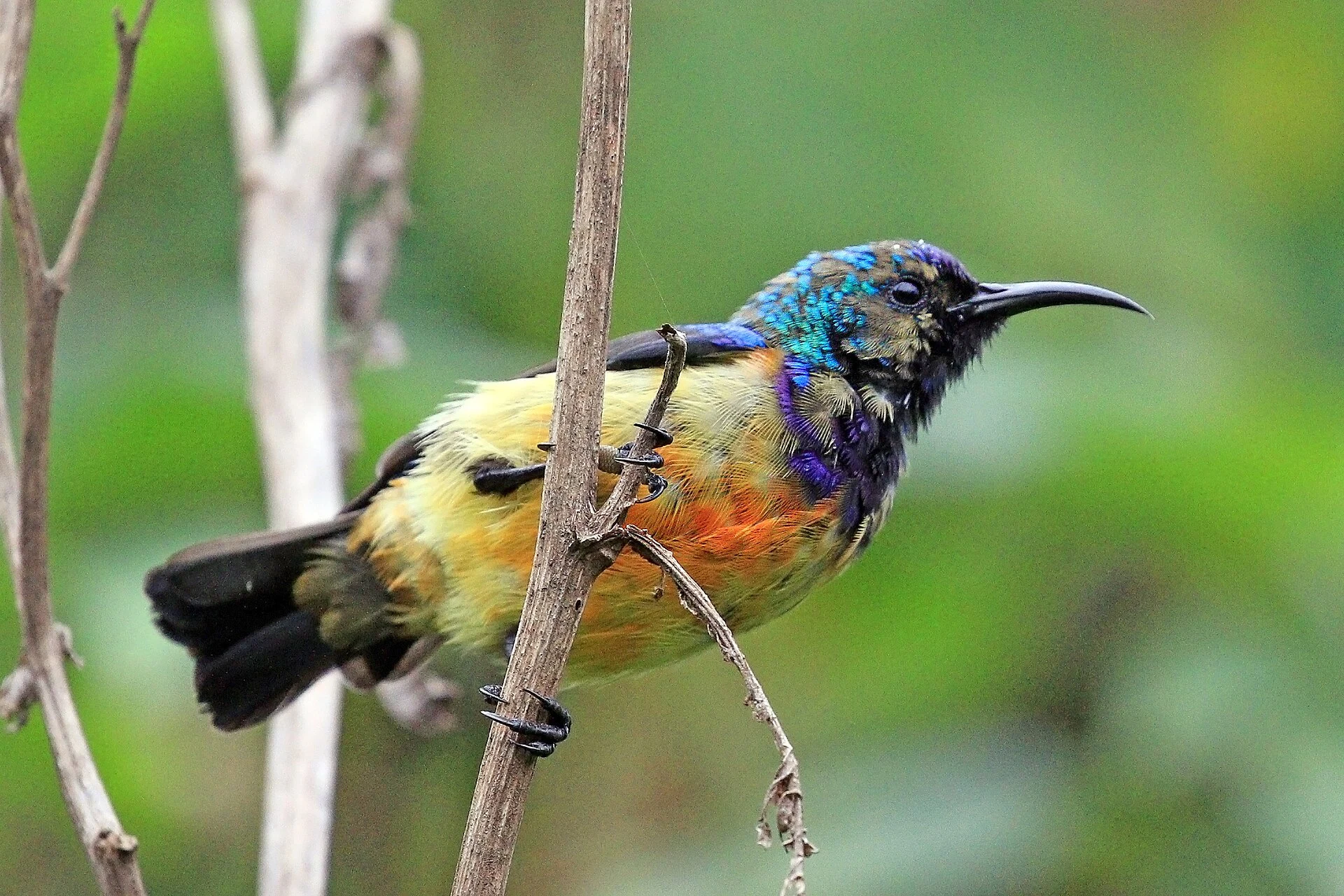 A male regal sunbird perched on a thin stem in montane forest