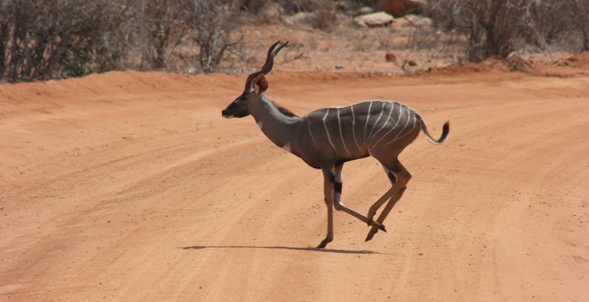 A lesser kudu crossing a red-earth track in Tsavo East
