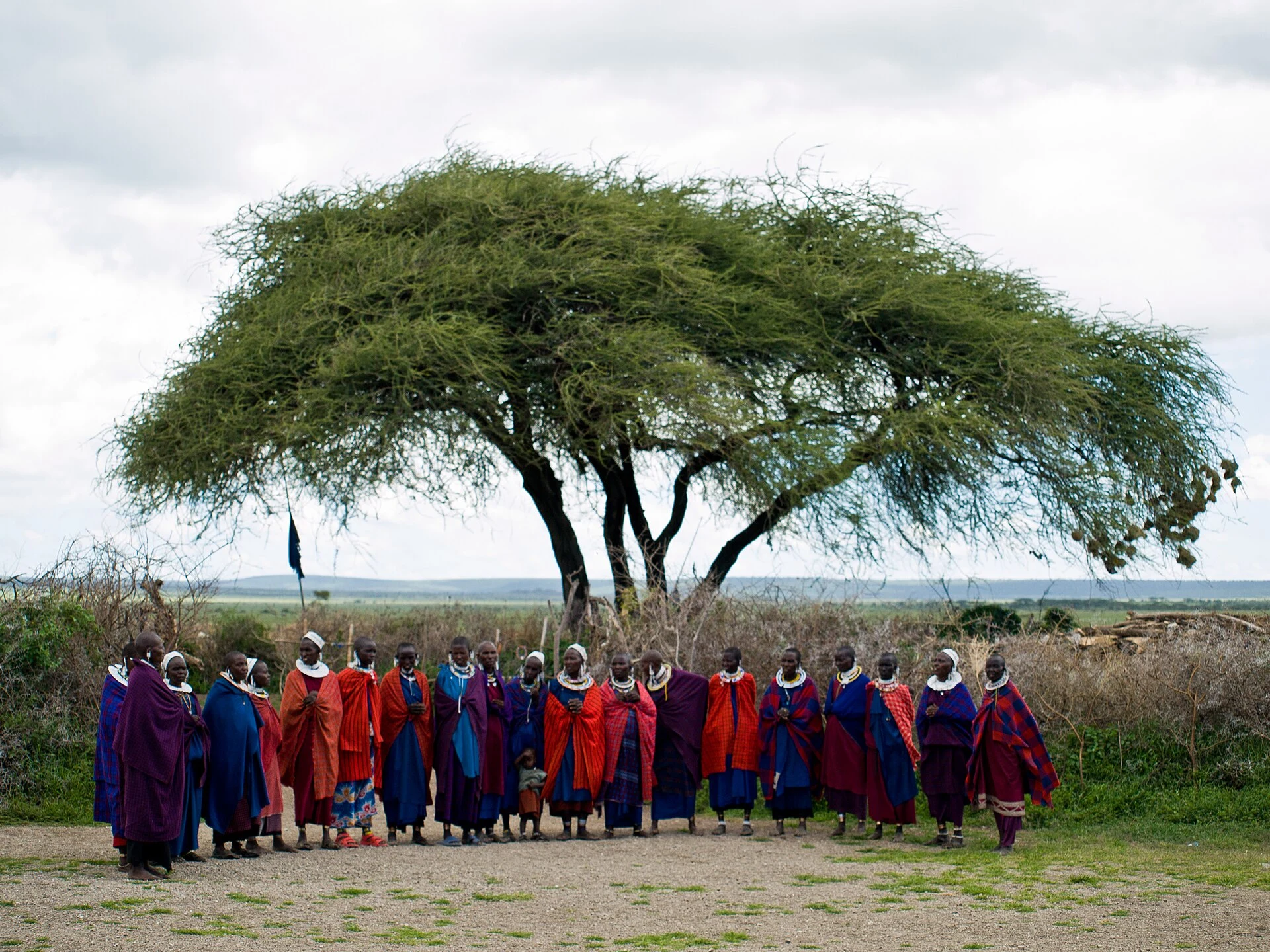 Maasai villagers lined up beneath an acacia tree to welcome visitors