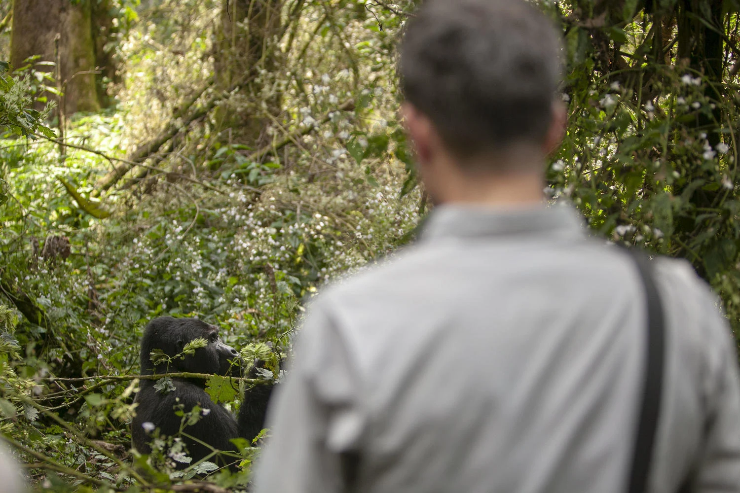 A visitor watching a mountain gorilla feeding in dense forest in Bwindi