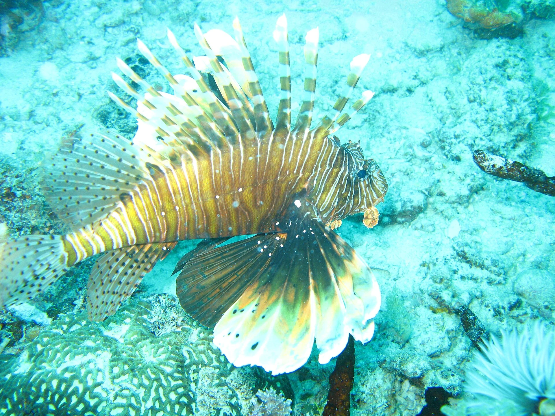A lionfish hovering over coral while diving at Mnemba Atoll