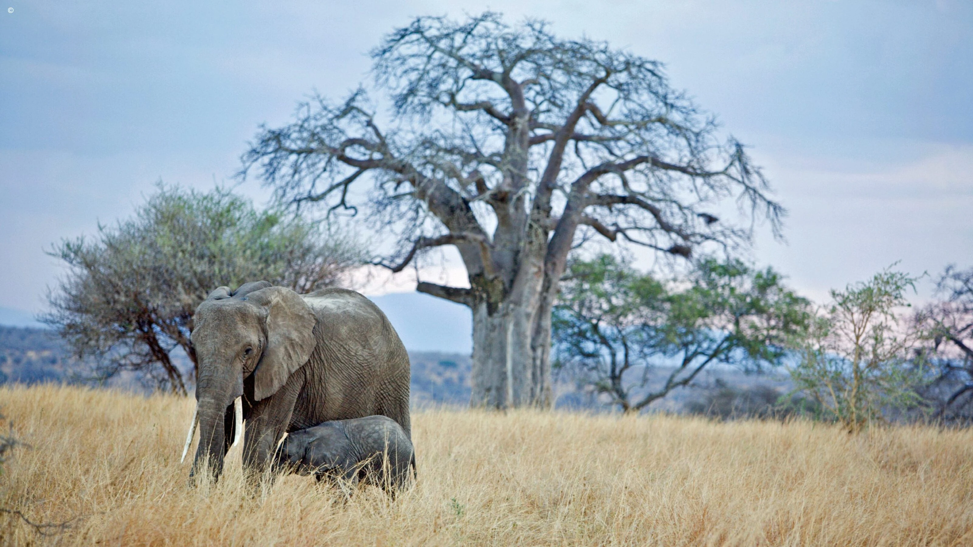 Elephant and calf beside a baobab in golden Tarangire grass