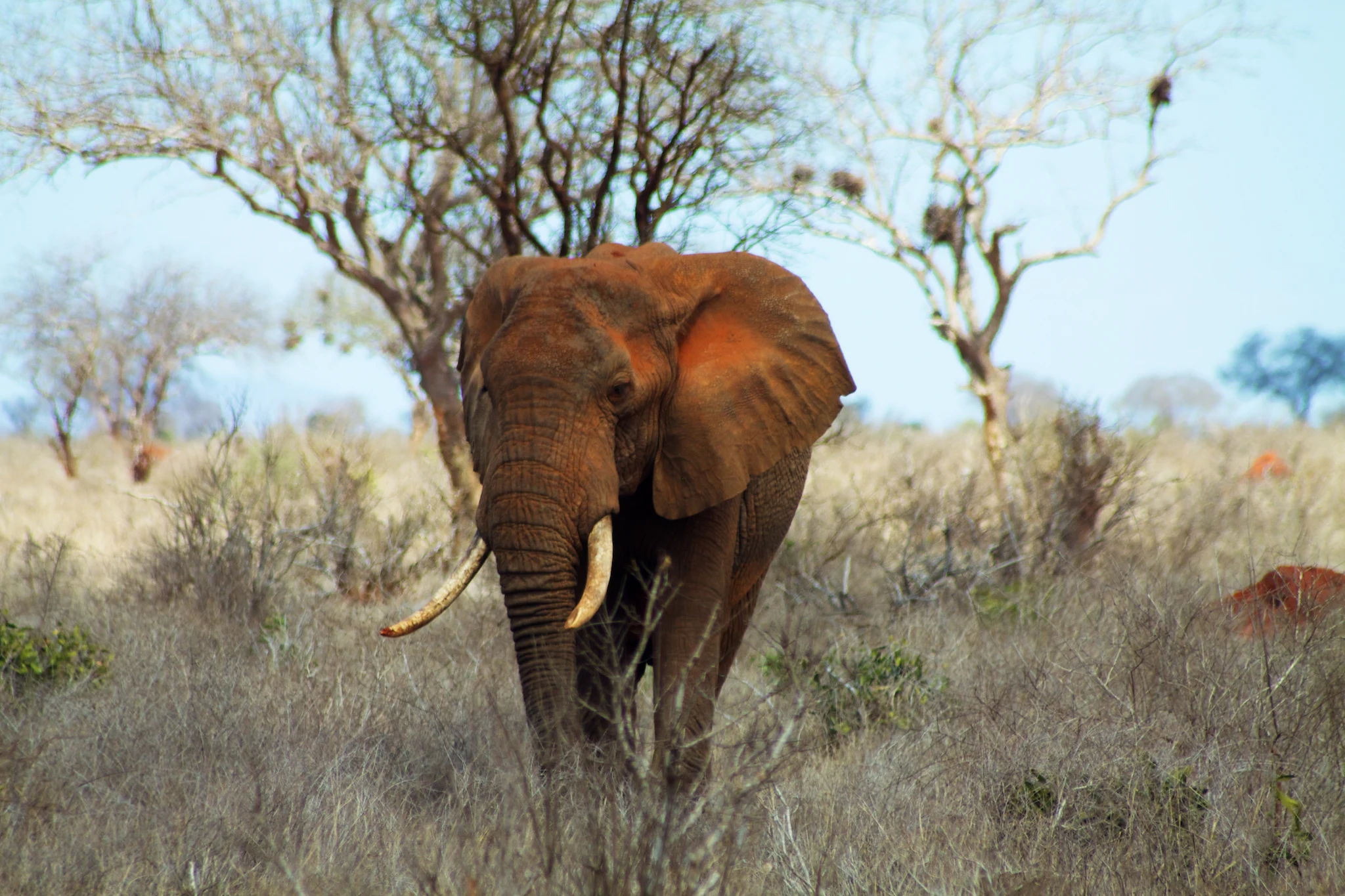 A red-dusted elephant in Tsavo East