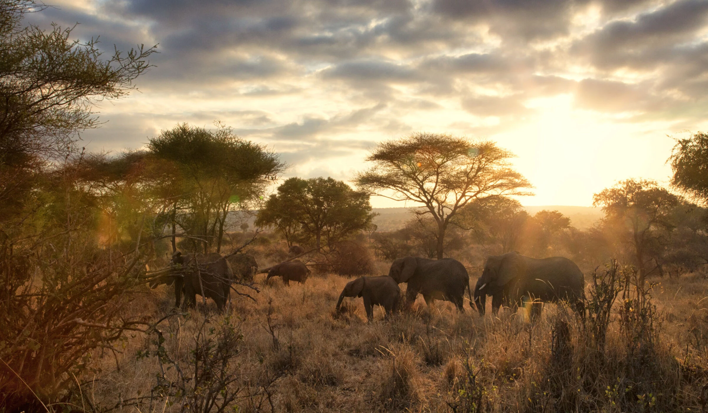 Elephants walking among acacia trees at dawn with low sun