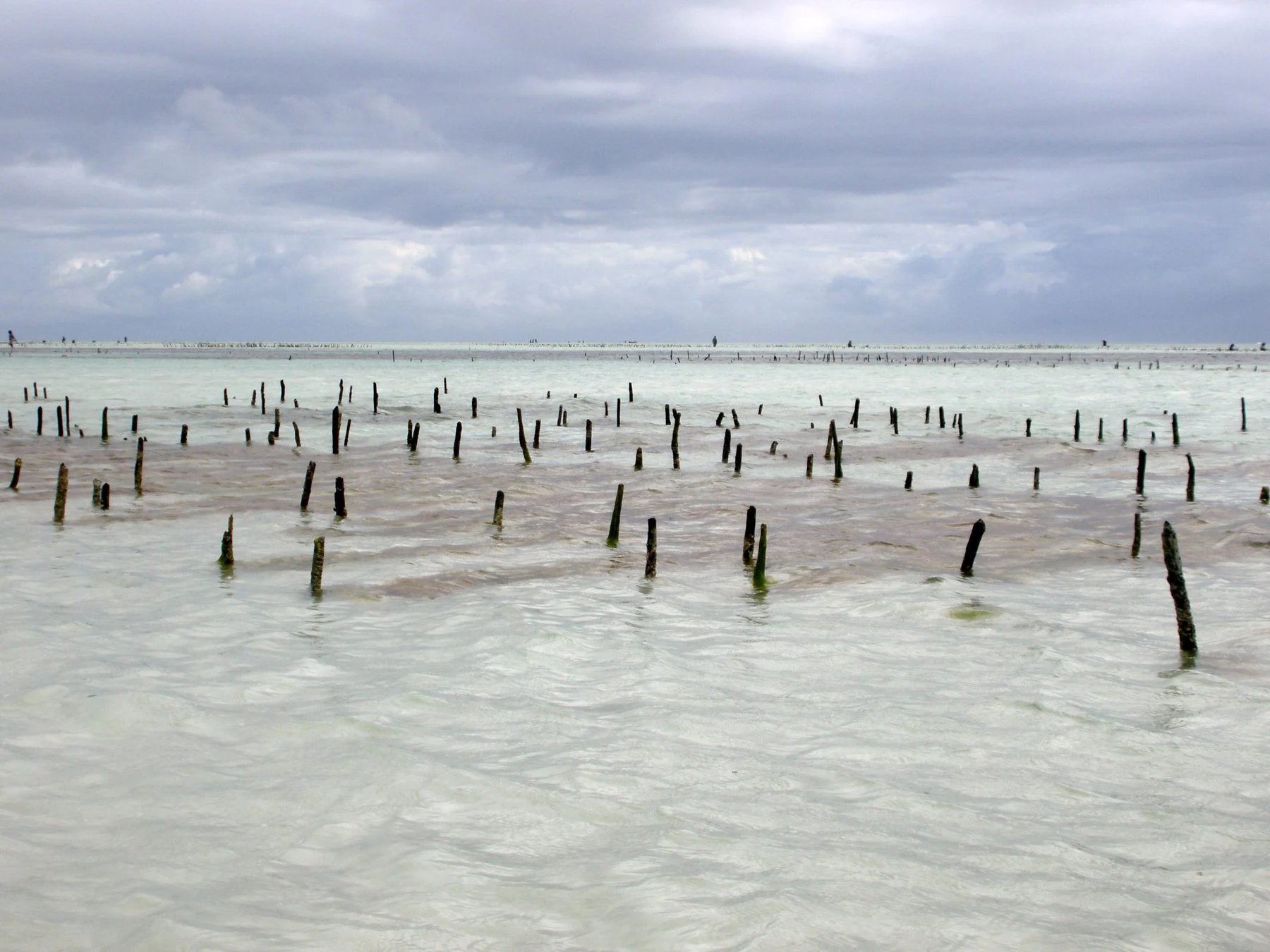 Wooden stakes of seaweed farm in shallow lagoon under grey sky
