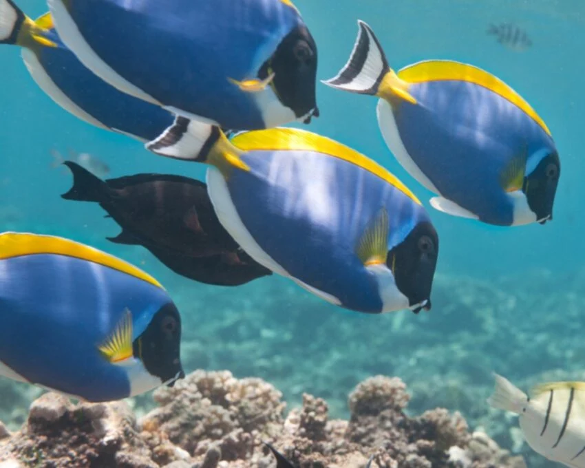 A school of powder-blue surgeonfish swimming over coral