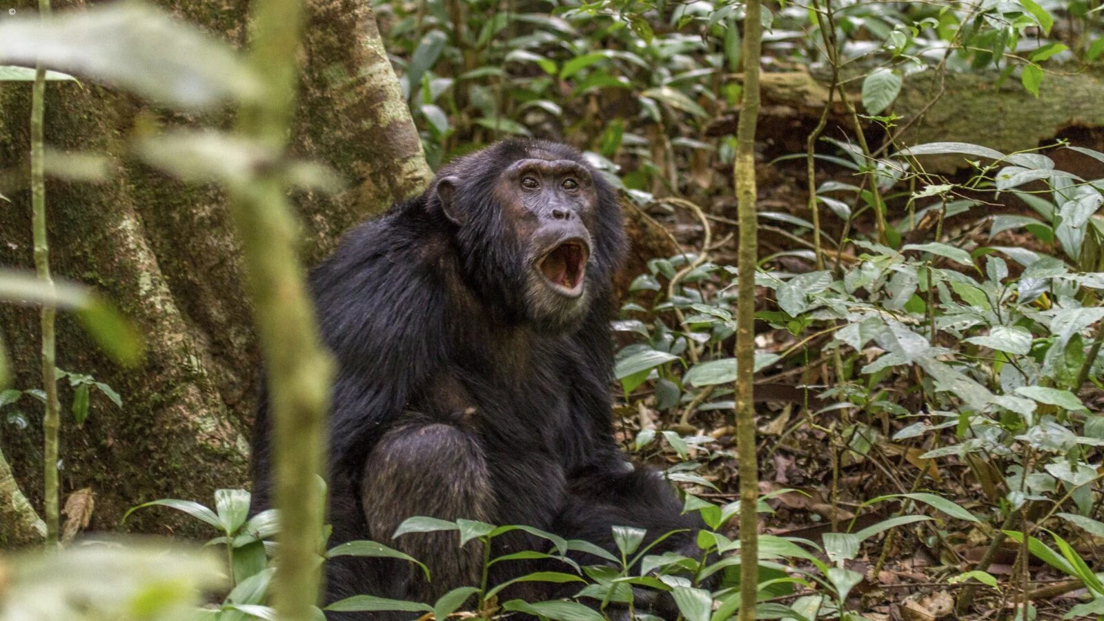 Chimpanzee calling with mouth open among forest undergrowth