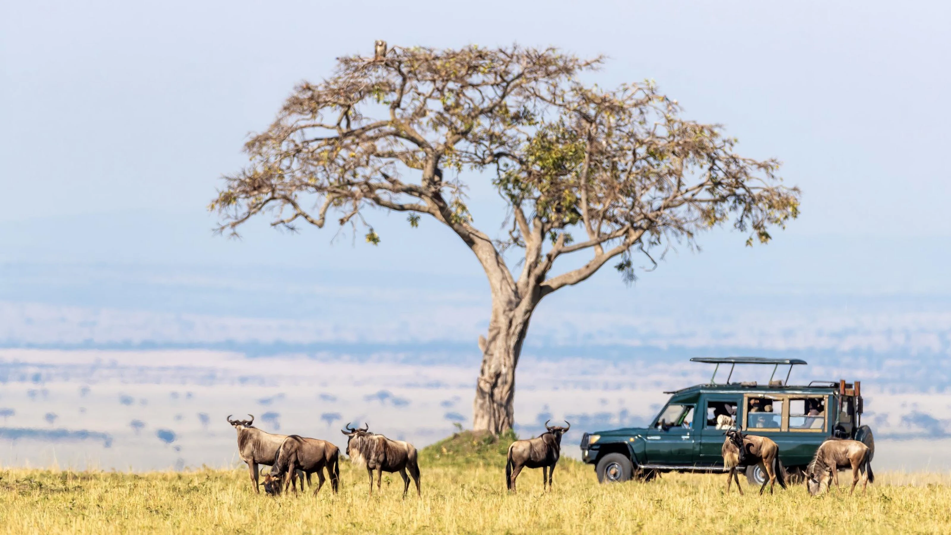 Wildebeest and a safari vehicle on open plains beside one tree