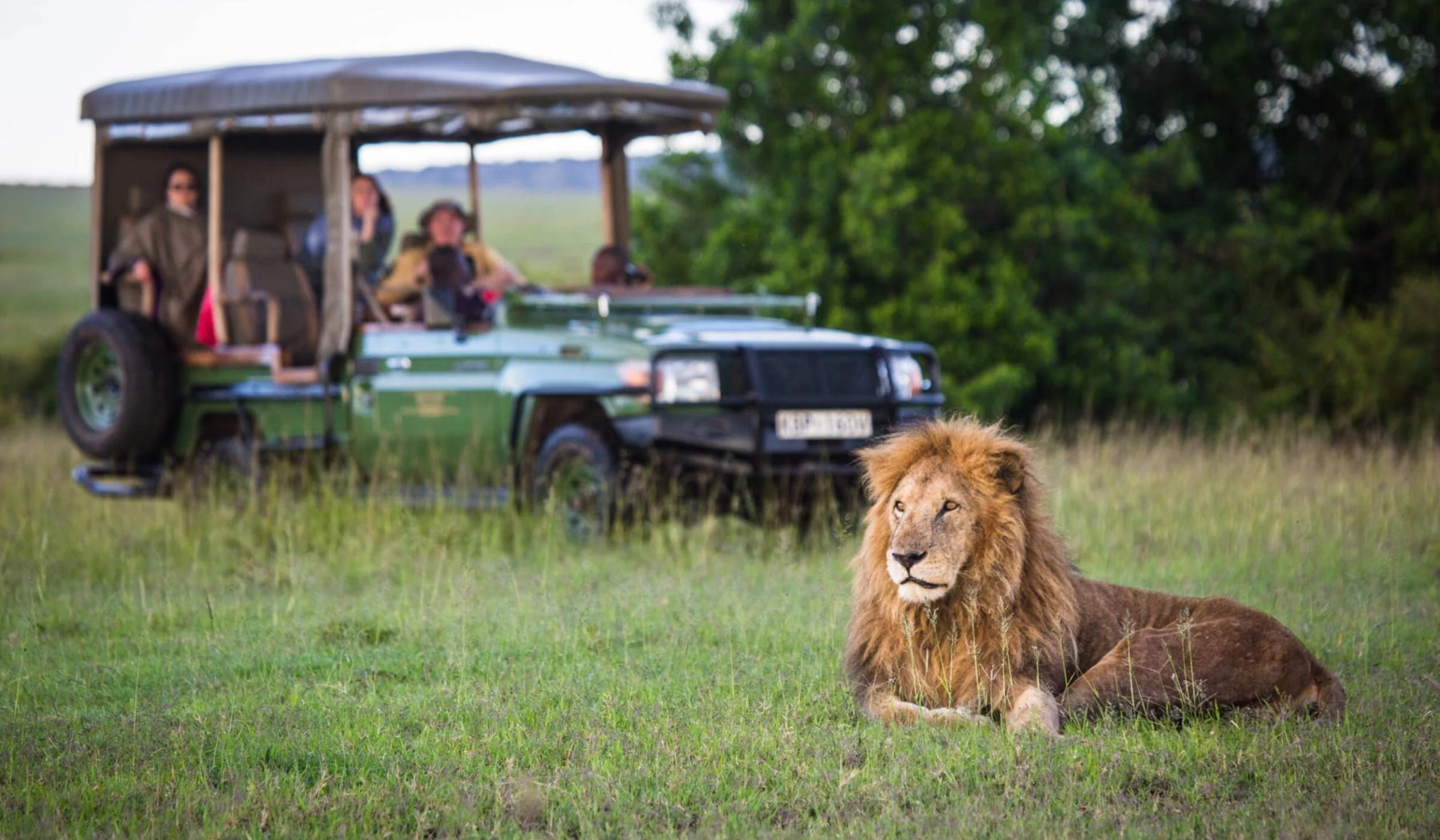 Male lion lying in grass beside a safari vehicle with guests