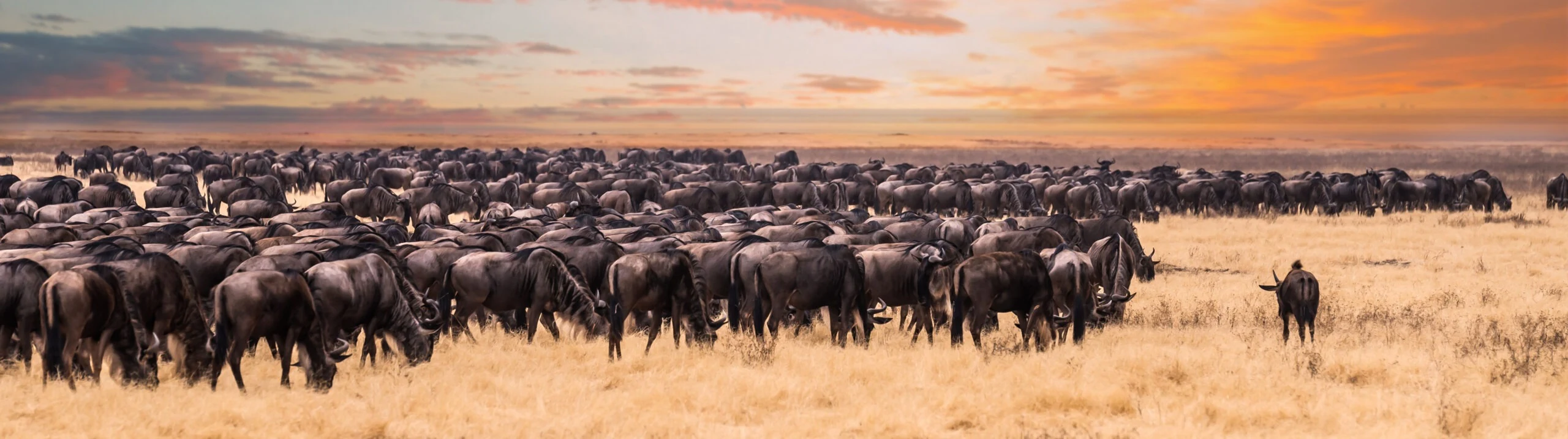 Ultra wide panorama of wildebeest herd at sunset