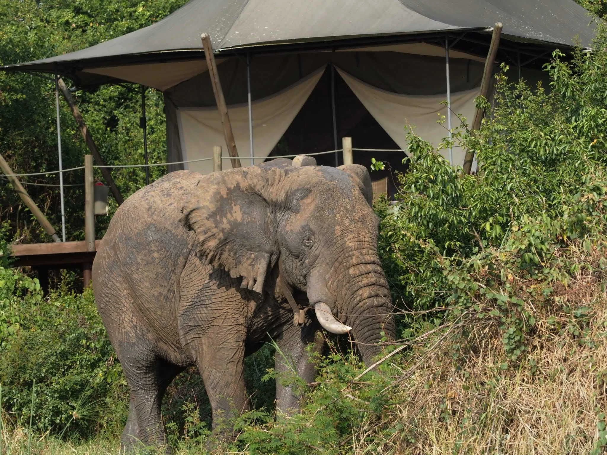 Elephant beside canvas lodge