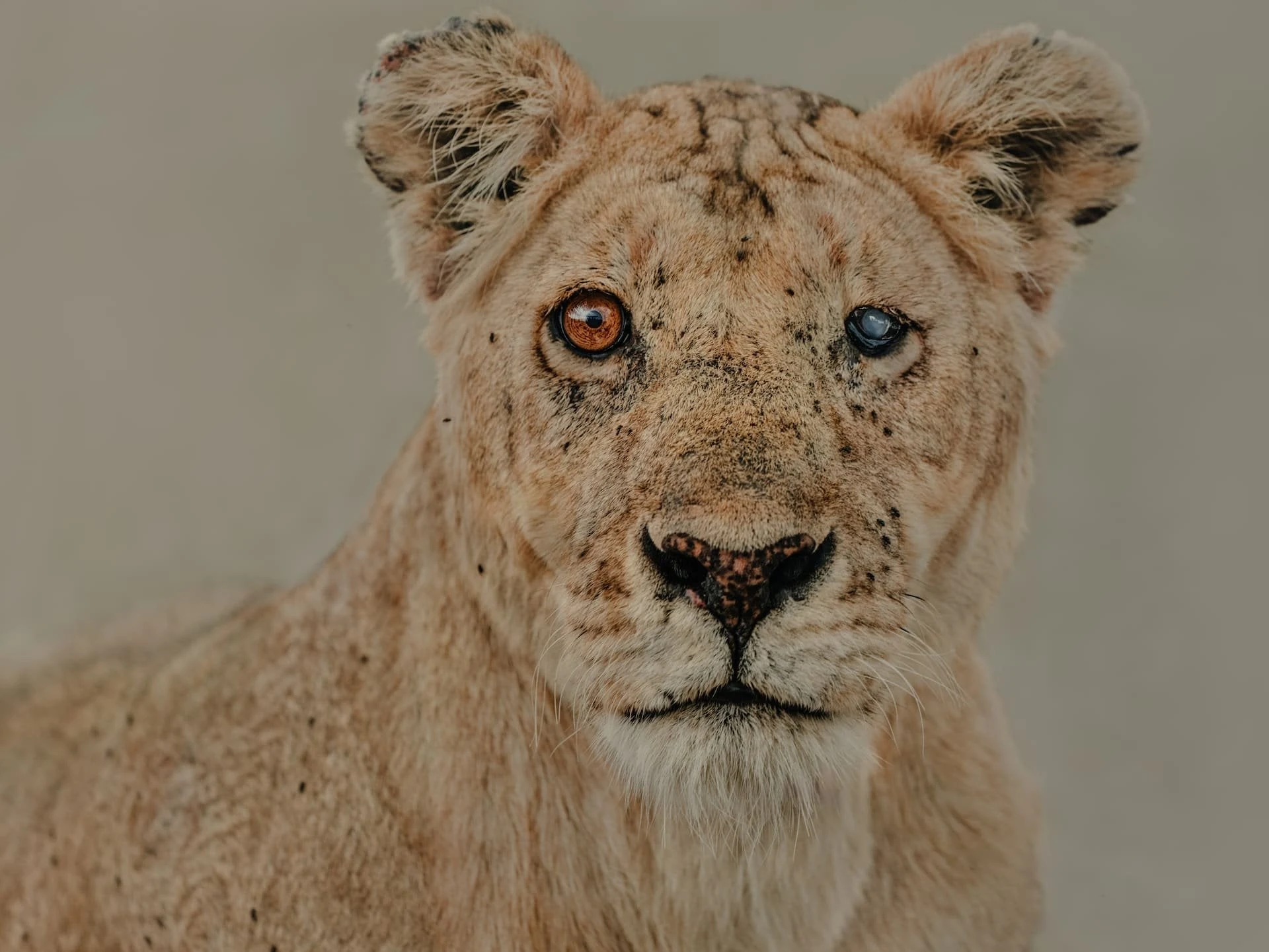 Scarred lioness face looking straight at camera, one blind eye