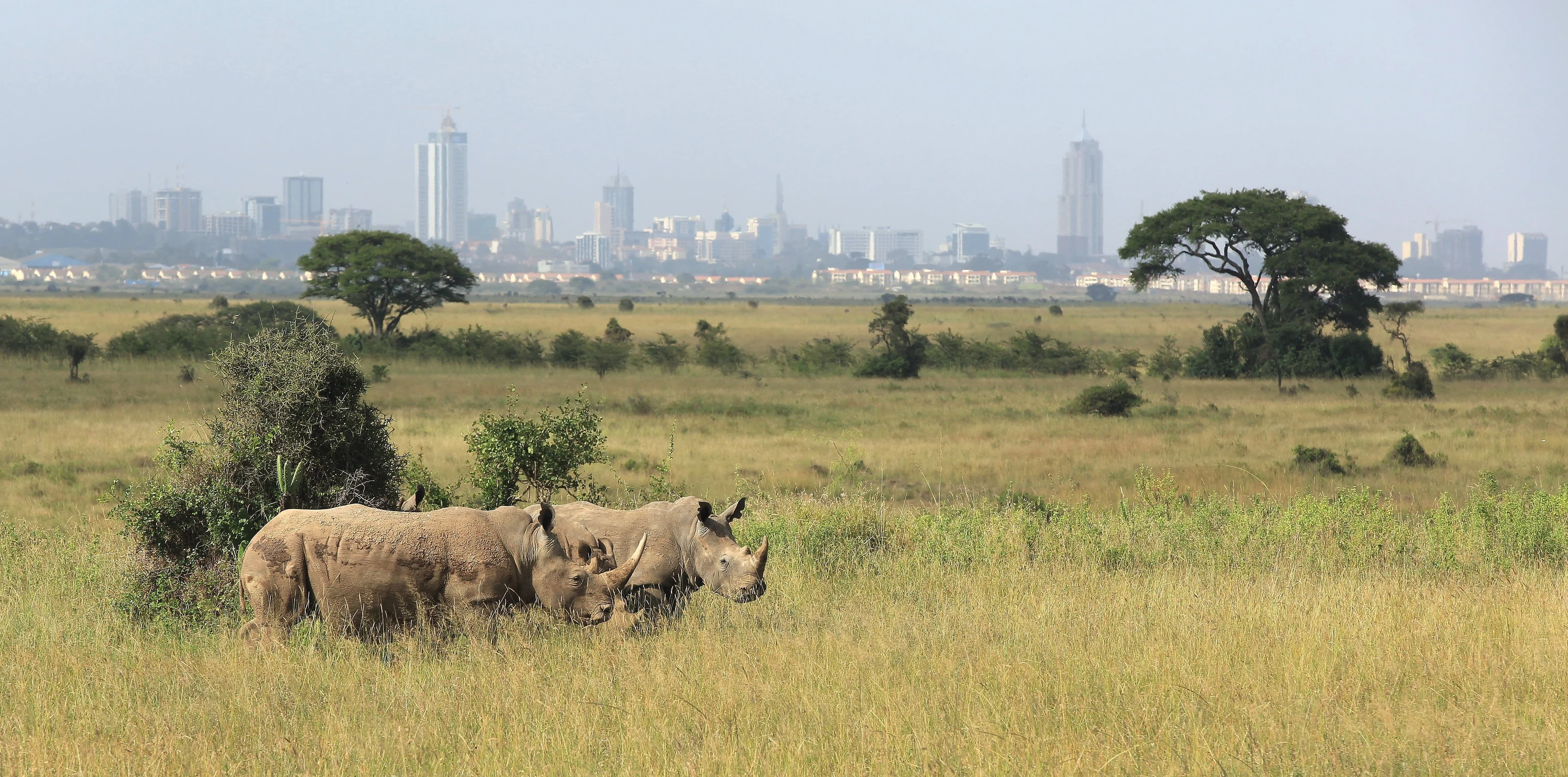 Two rhinos grazing in Nairobi National Park with the Nairobi skyline behind