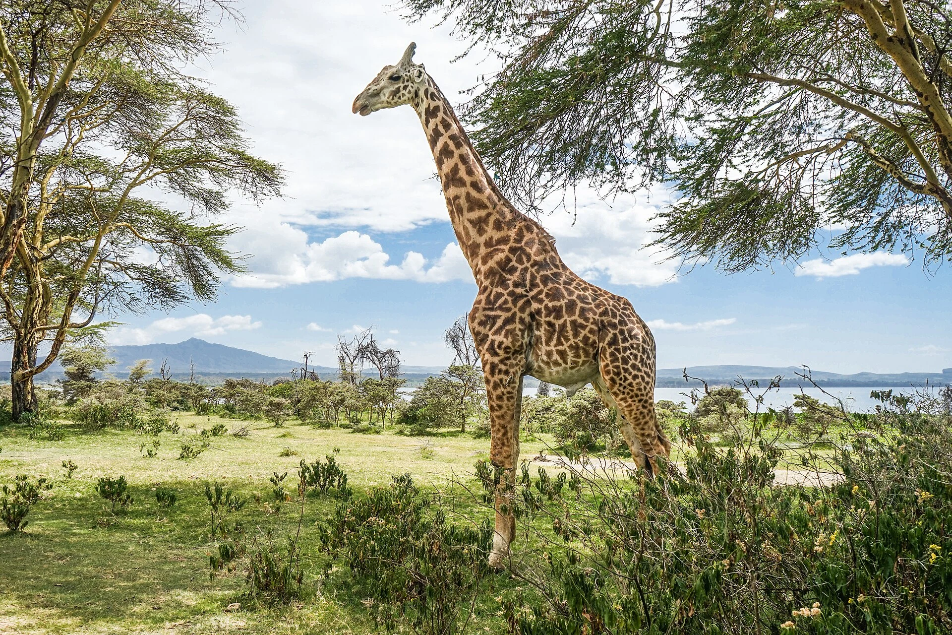 A giraffe on Crescent Island at Lake Naivasha