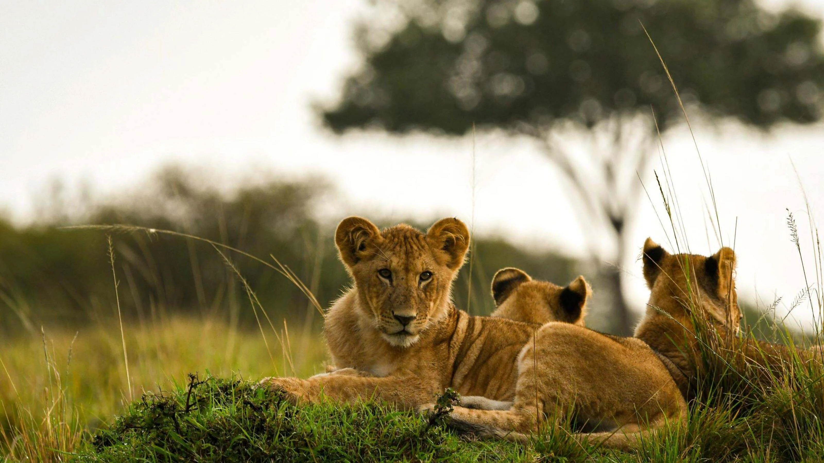 Lion cubs resting on a grassy mound beneath an acacia