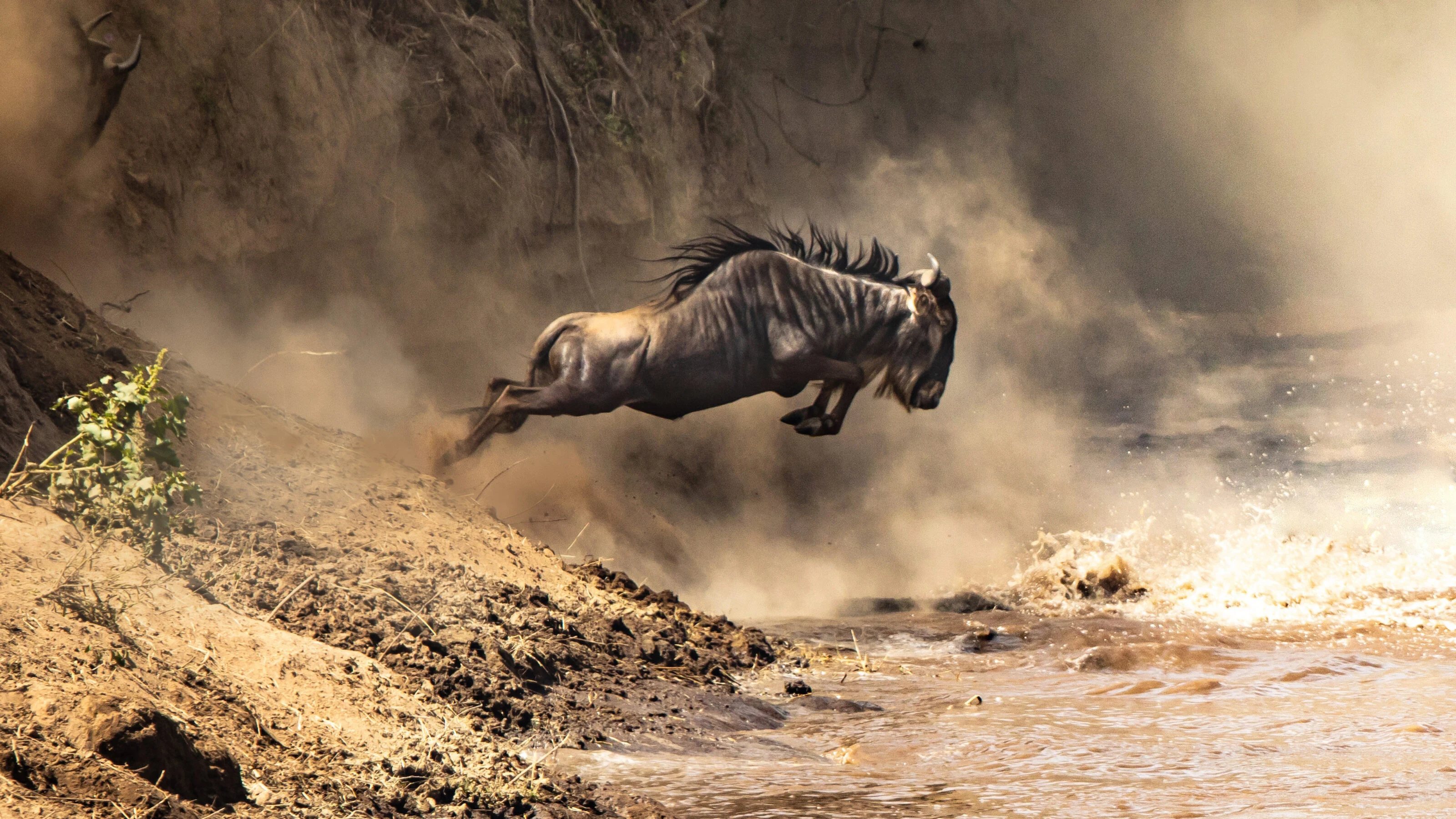 Wildebeest leaping from a bank in a cloud of dust