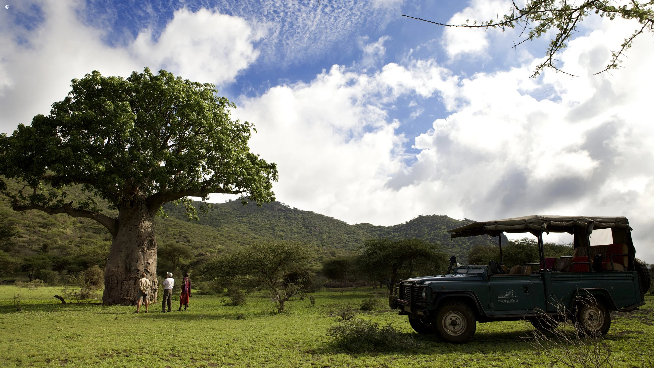 A safari vehicle parked beneath a large baobab in the Chyulu Hills