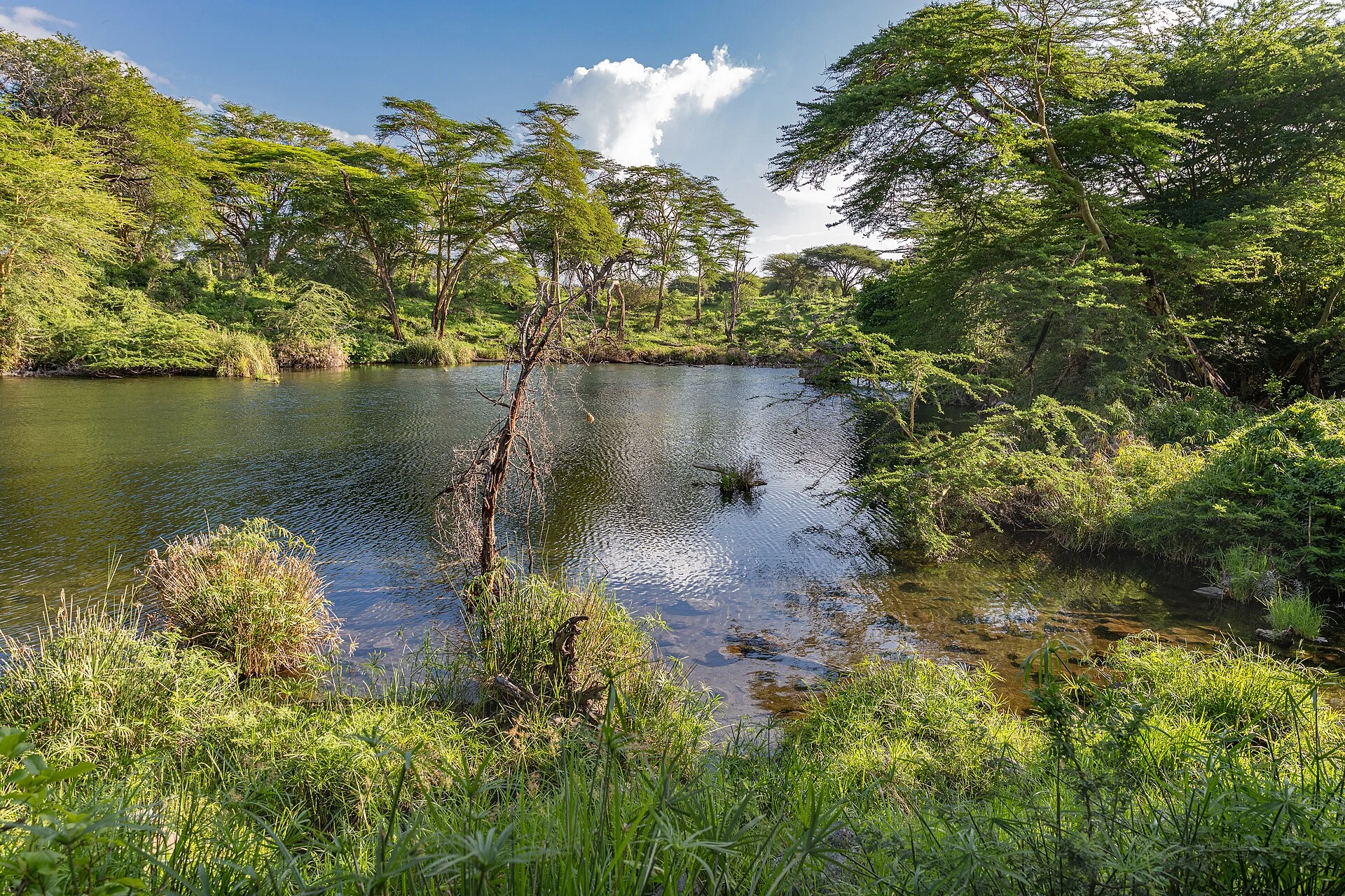 Clear water at Mzima Springs in Tsavo West