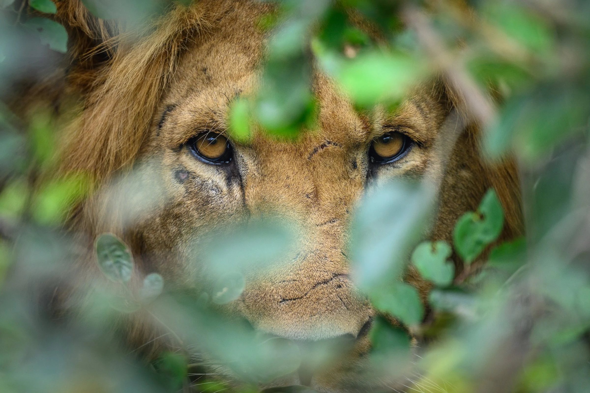 Lion's scarred face and amber eyes peering through leaves