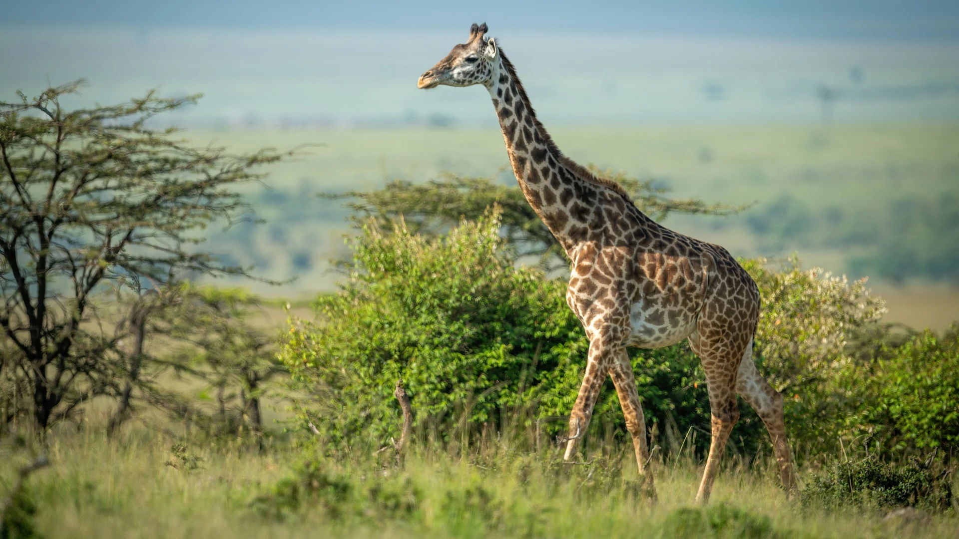Masai giraffe walking among green acacia trees