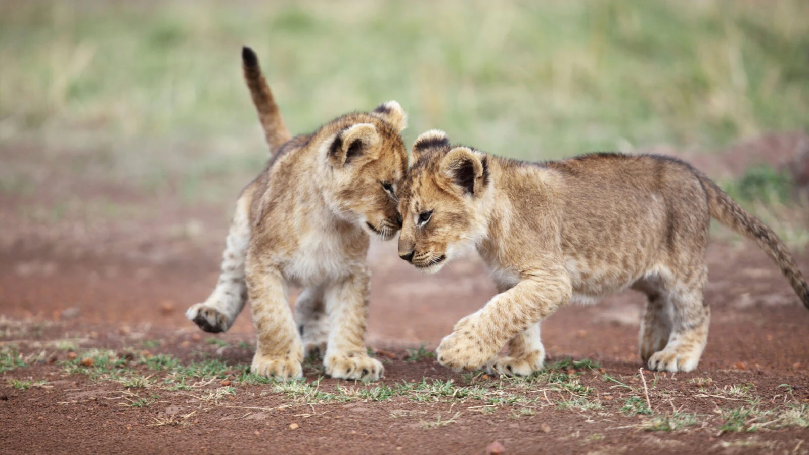 Two lion cubs nuzzling on red earth