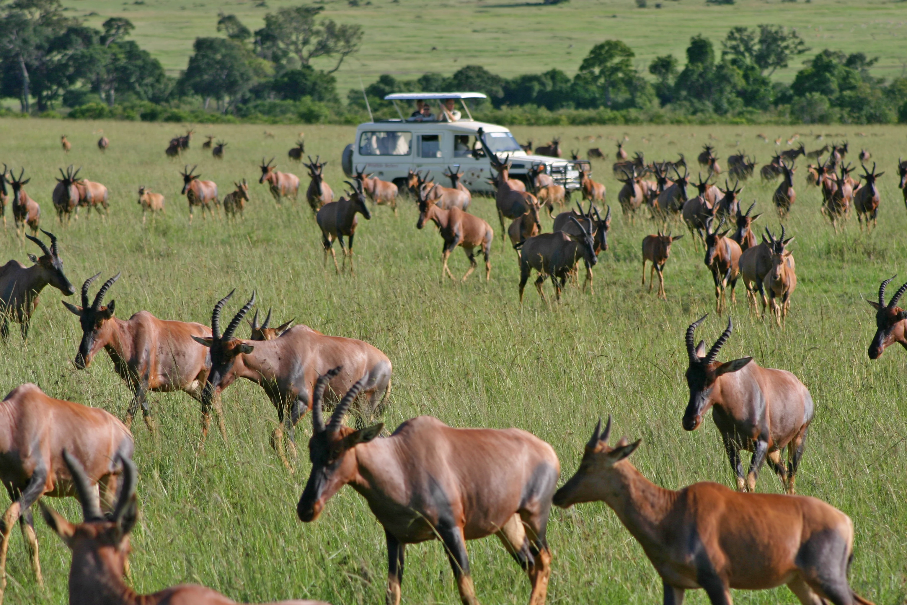 A safari vehicle among grazing topi near Lake Elementaita