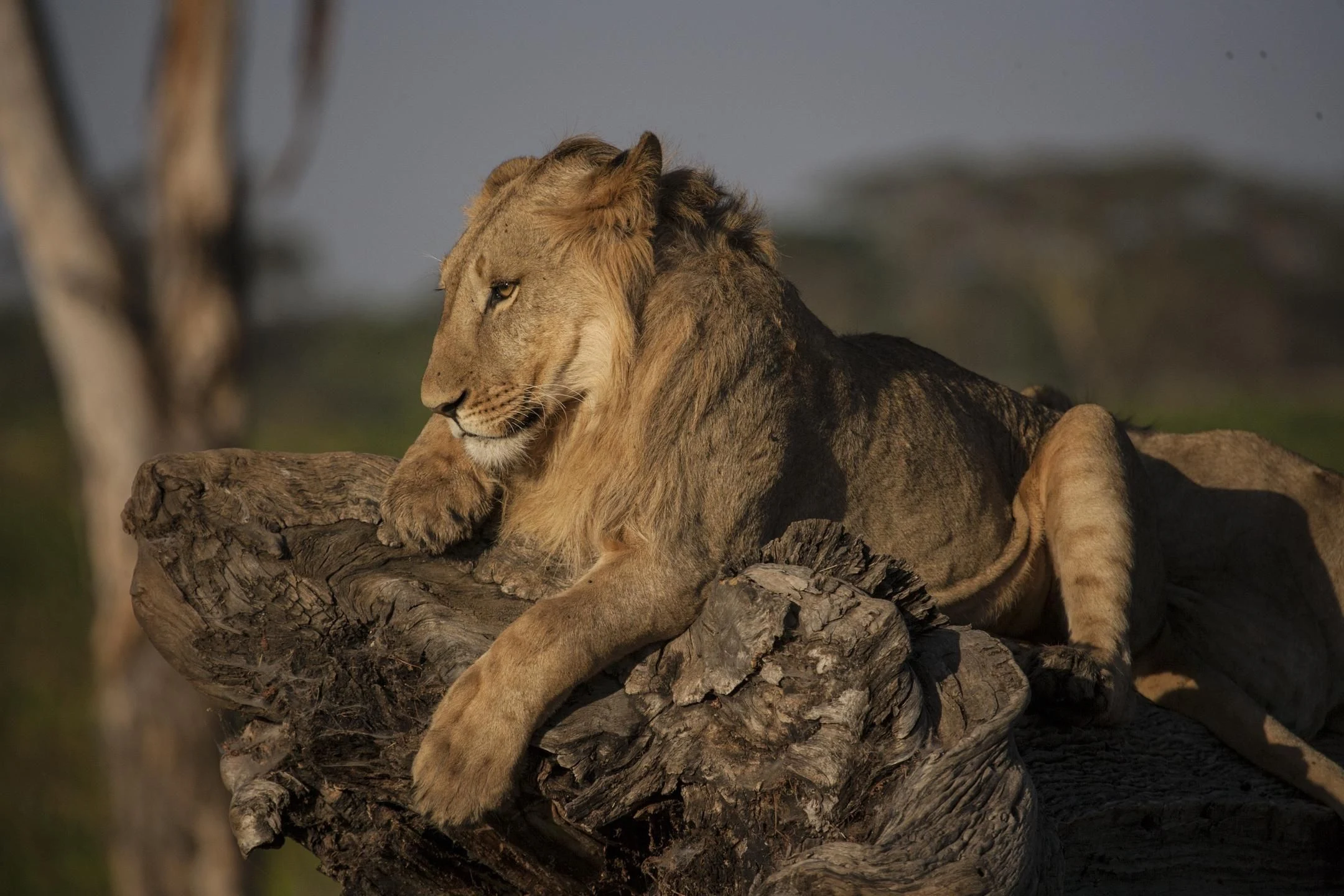 A lion resting on a log in the last light at Lewa