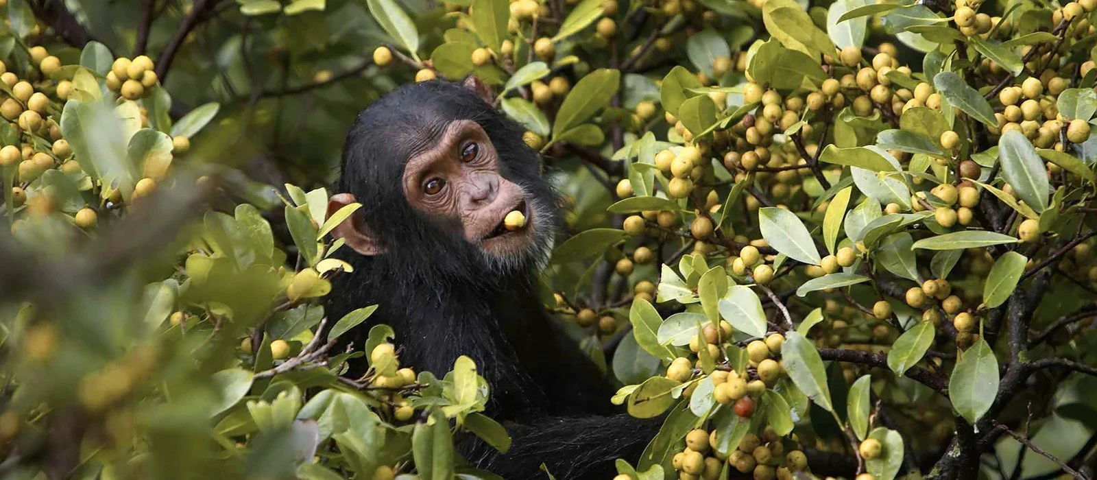 A young chimpanzee eating figs among leafy branches in Kibale forest