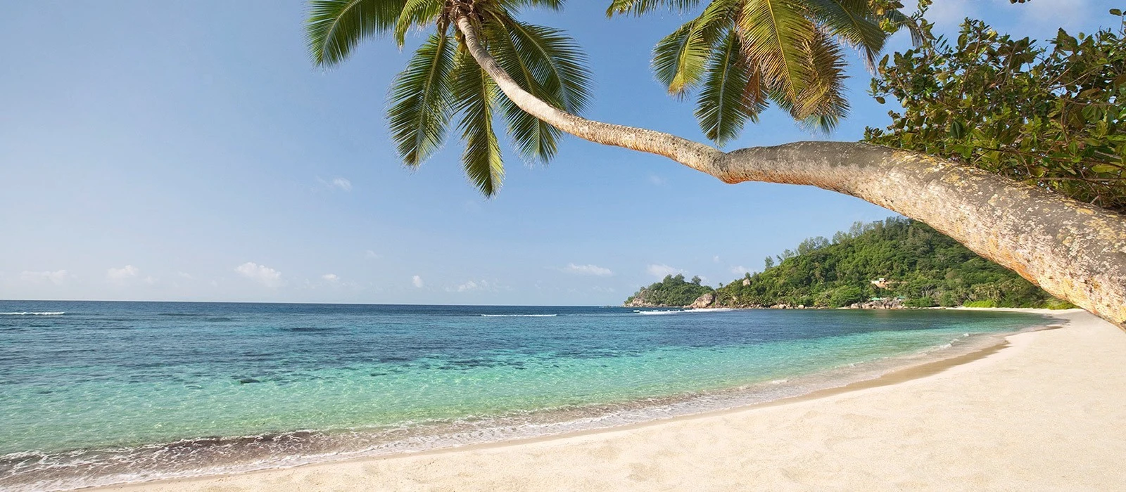 A leaning palm over a white beach and turquoise water