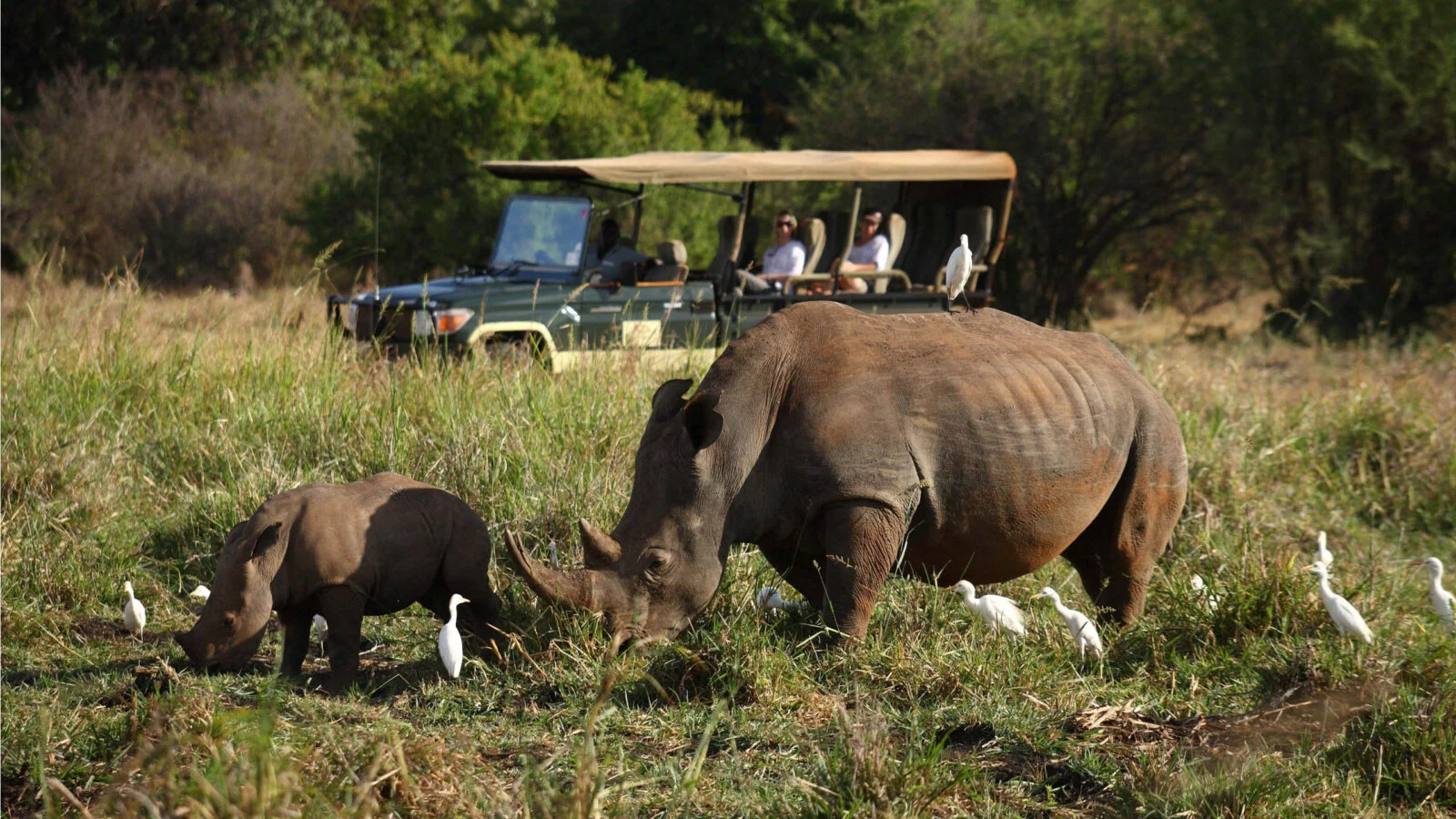 A rhino and her calf grazing with egrets in Meru National Park