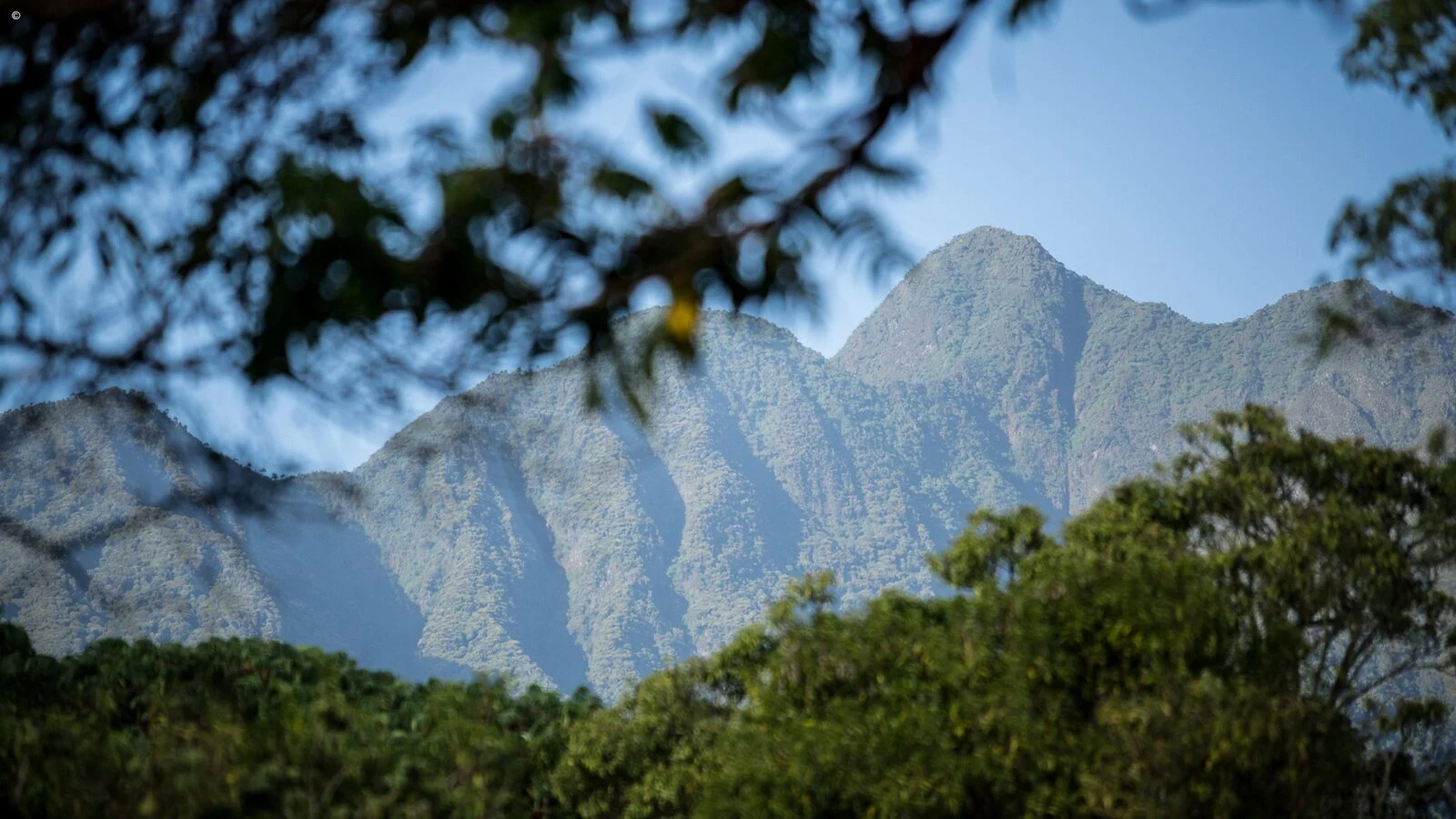 A jagged Virunga volcano ridge seen through tree branches in Mgahinga