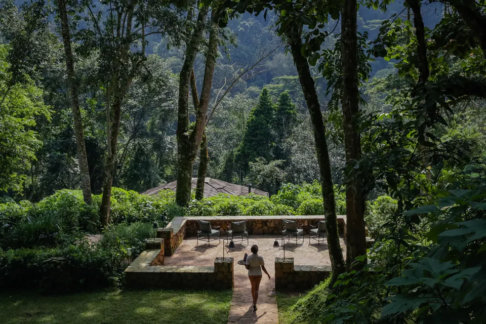 Terraced garden with forest backdrop