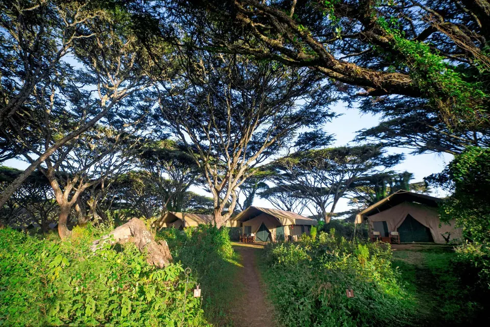 Tents among acacia trees