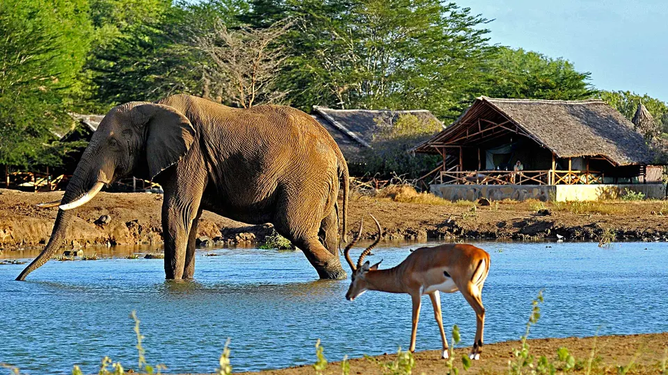 Satao camp buildings beyond the waterhole