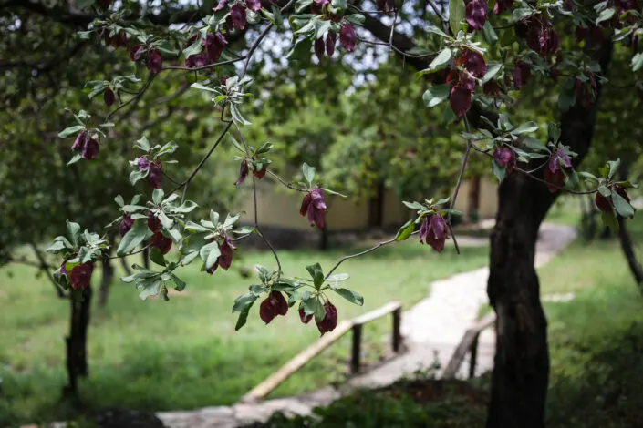 Garden path and tent exterior