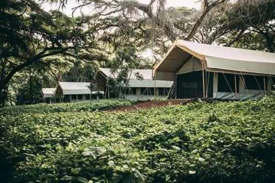 Tents beneath the forest canopy